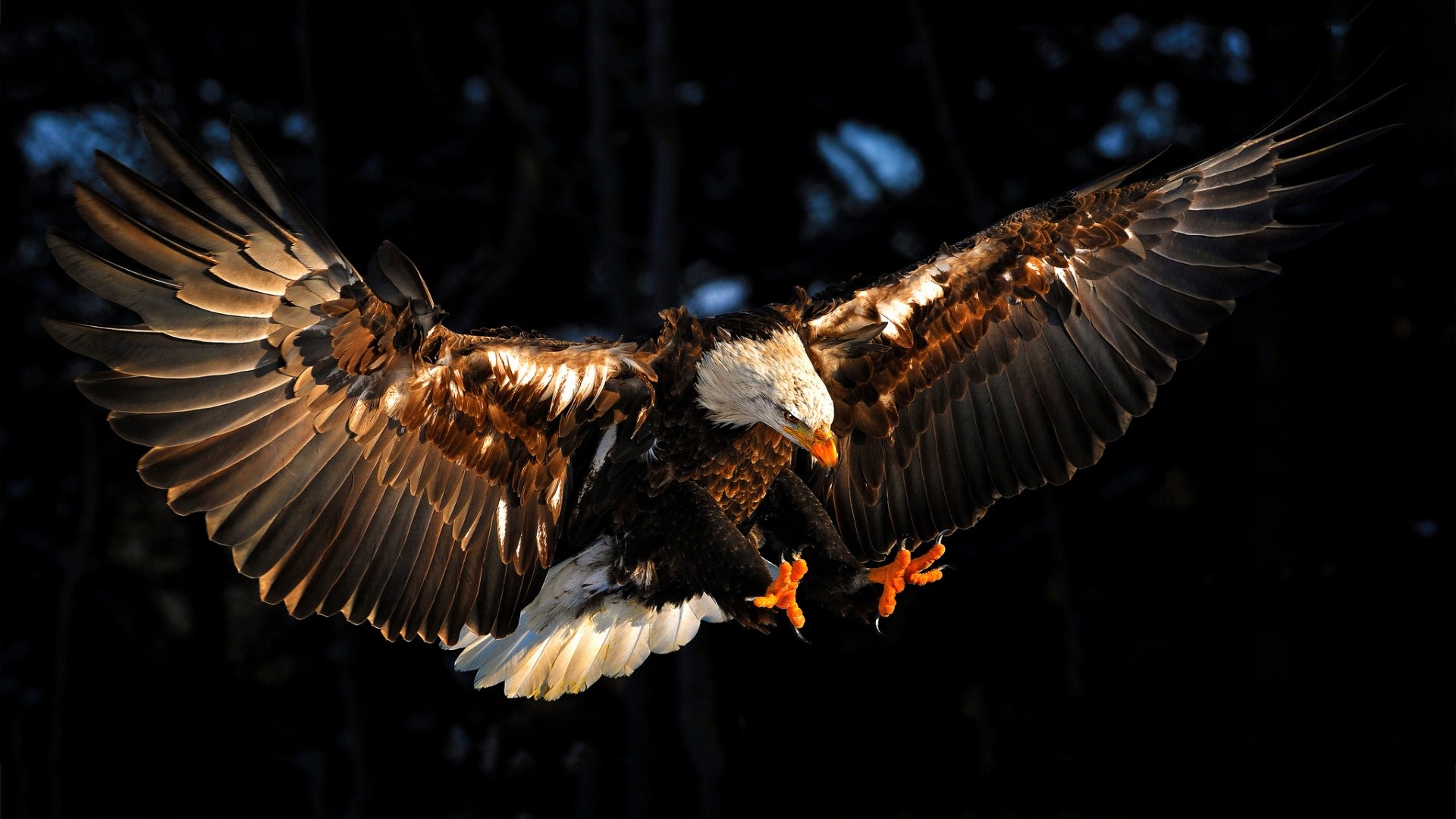 Eagle HD Wallpaper 6