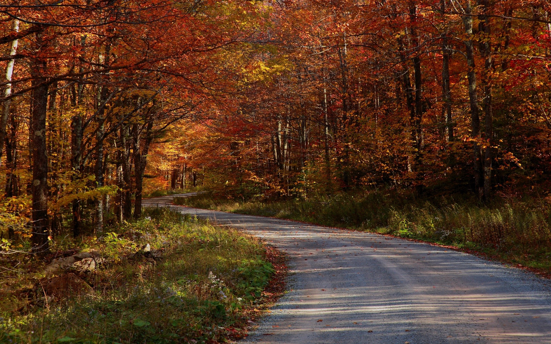 Free Forest Road Wallpaper