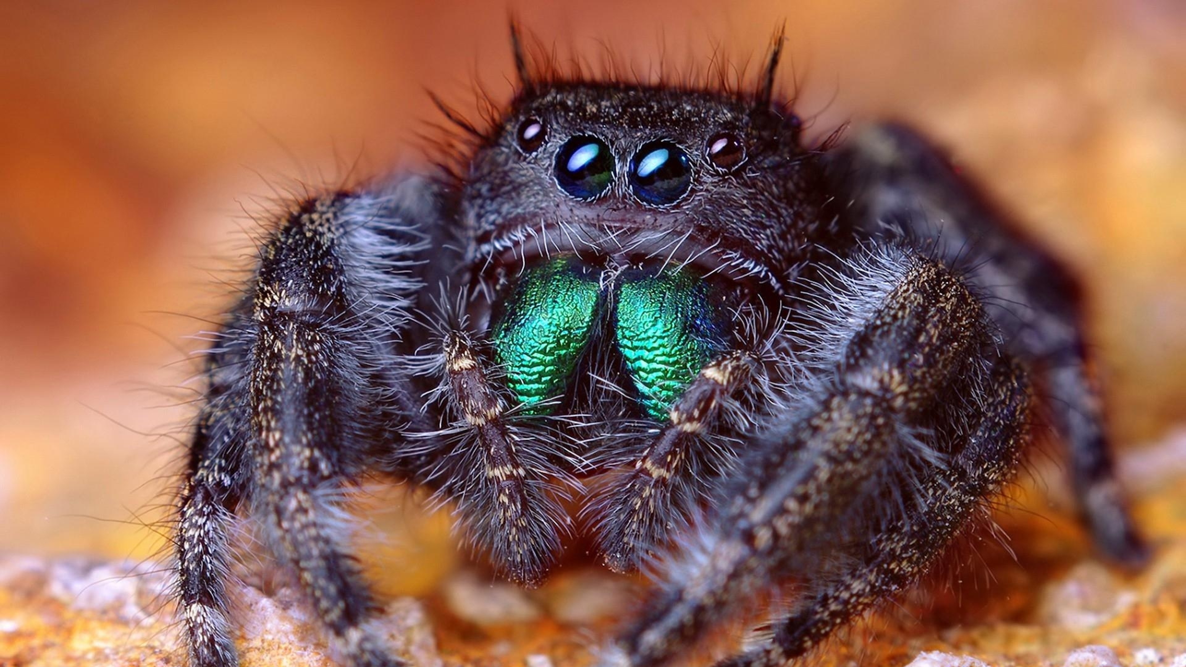 Wallpaper spider, eyes, legs, awesome