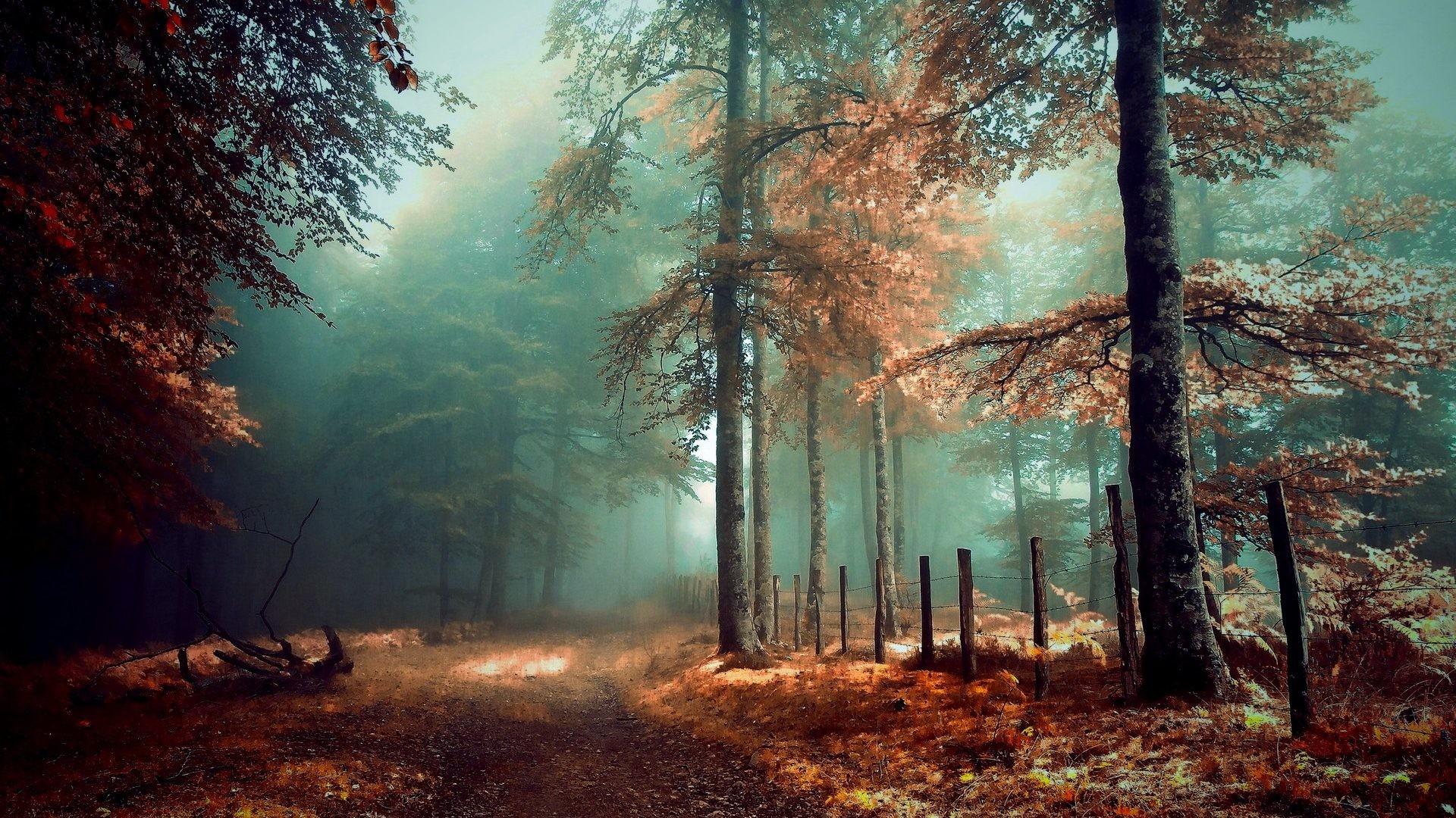 Mystic Tag – Mystic Autumn Grass Path Trees Beautiful Forest Fog Fence Leaves Miri Wallpapers Dark
