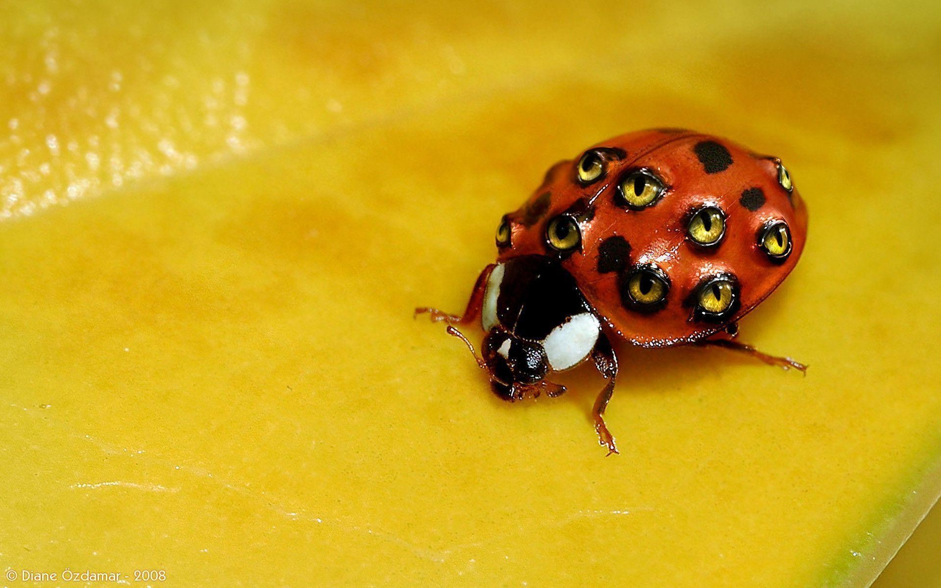 Weird Ladybug wallpaper – 806103