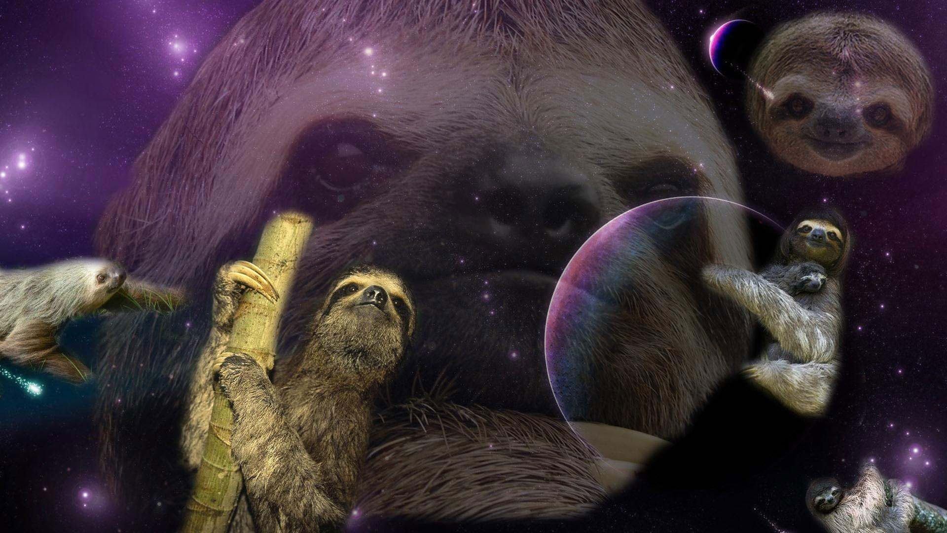 Sloth – Free Weird Desktop Wallpapers