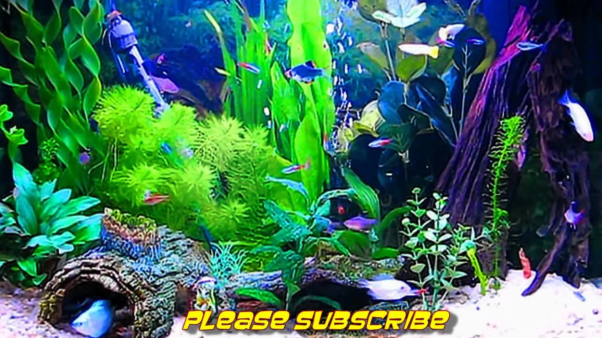 Amazing HD Aquarium ScreenSaver (Free) Windows and Android – YouTube