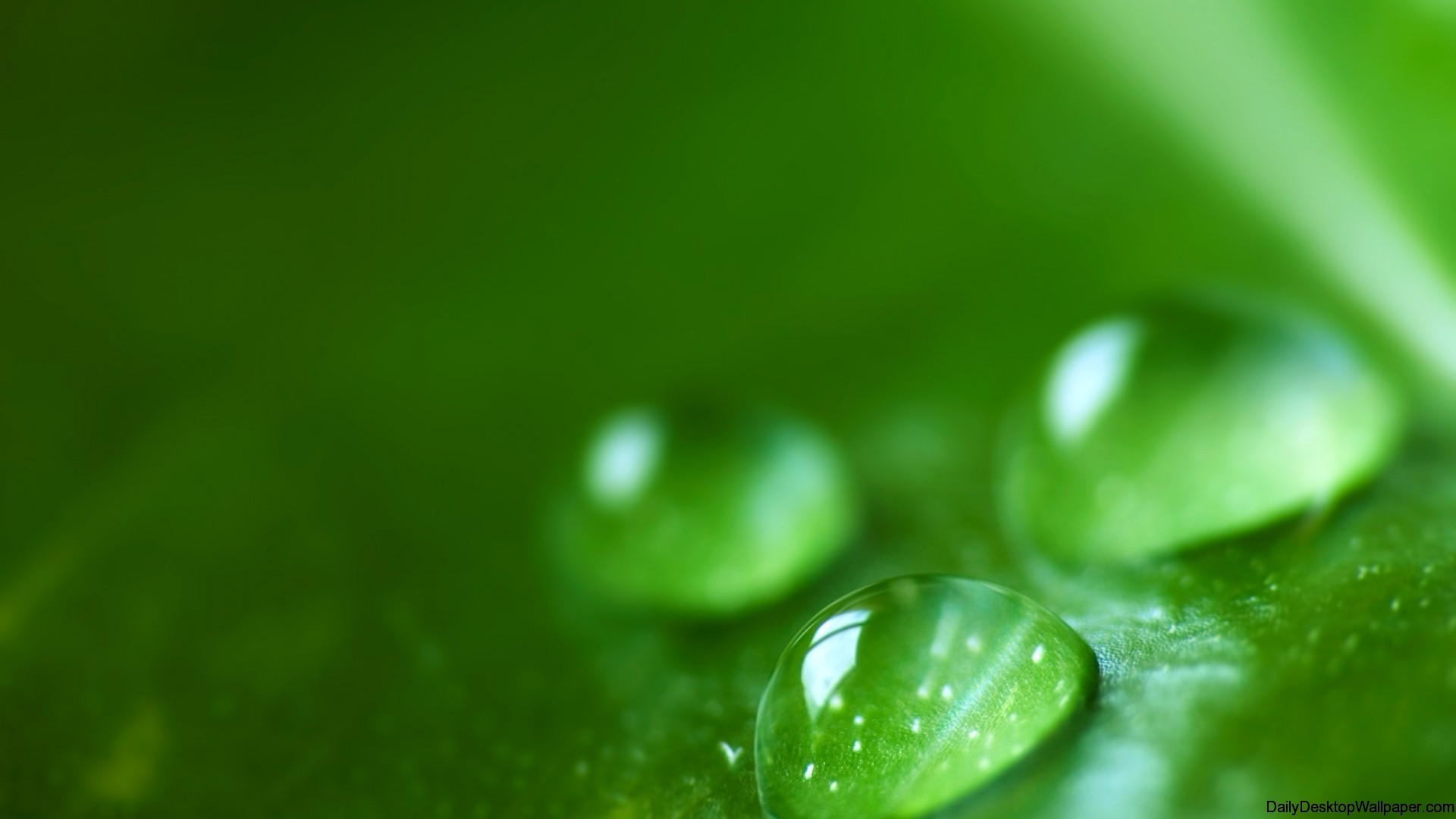 Up Close Water Droplet wallpaper