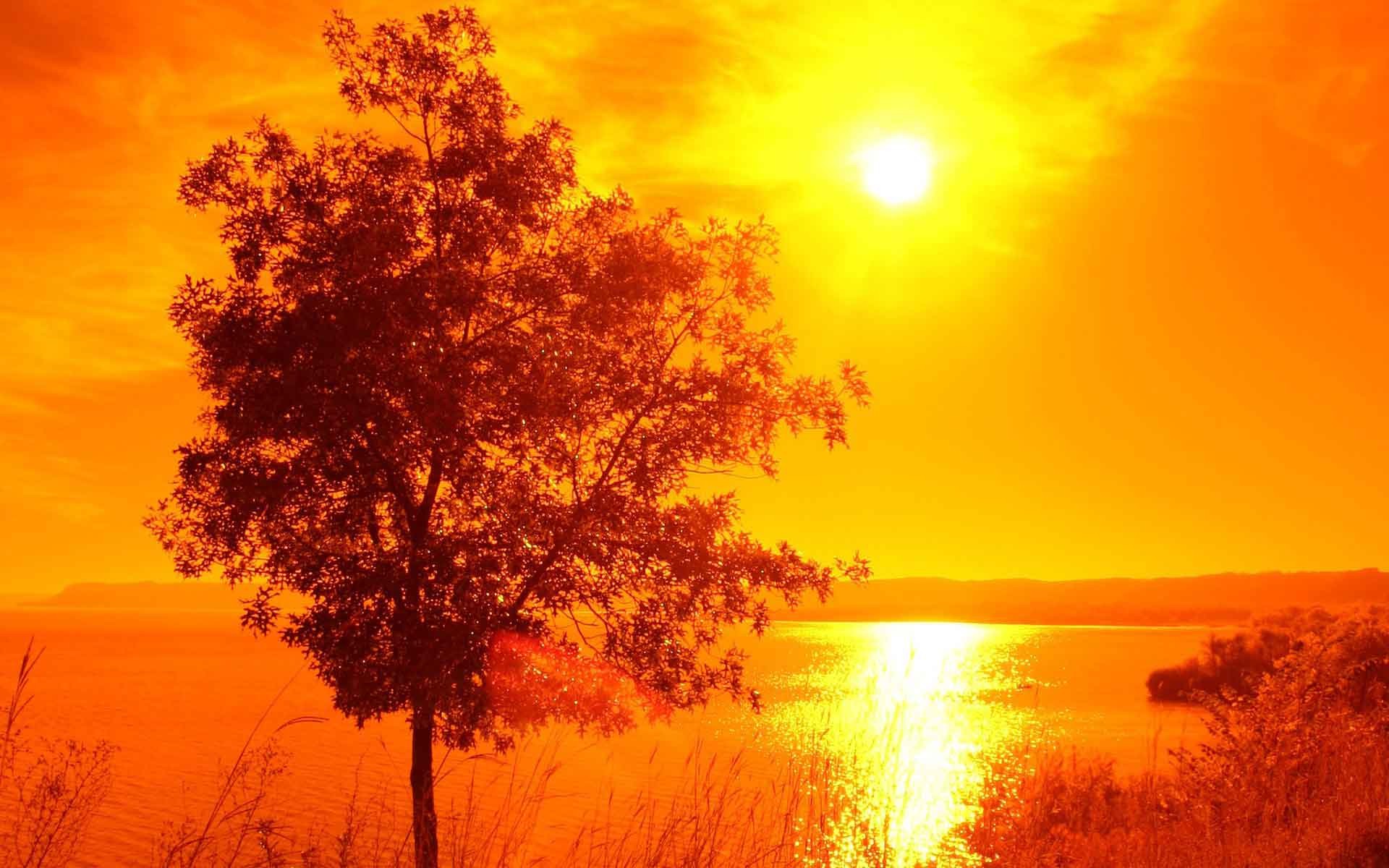 Sunrise Sunset Nature Trees Landscapes HD Animated Wallpapers