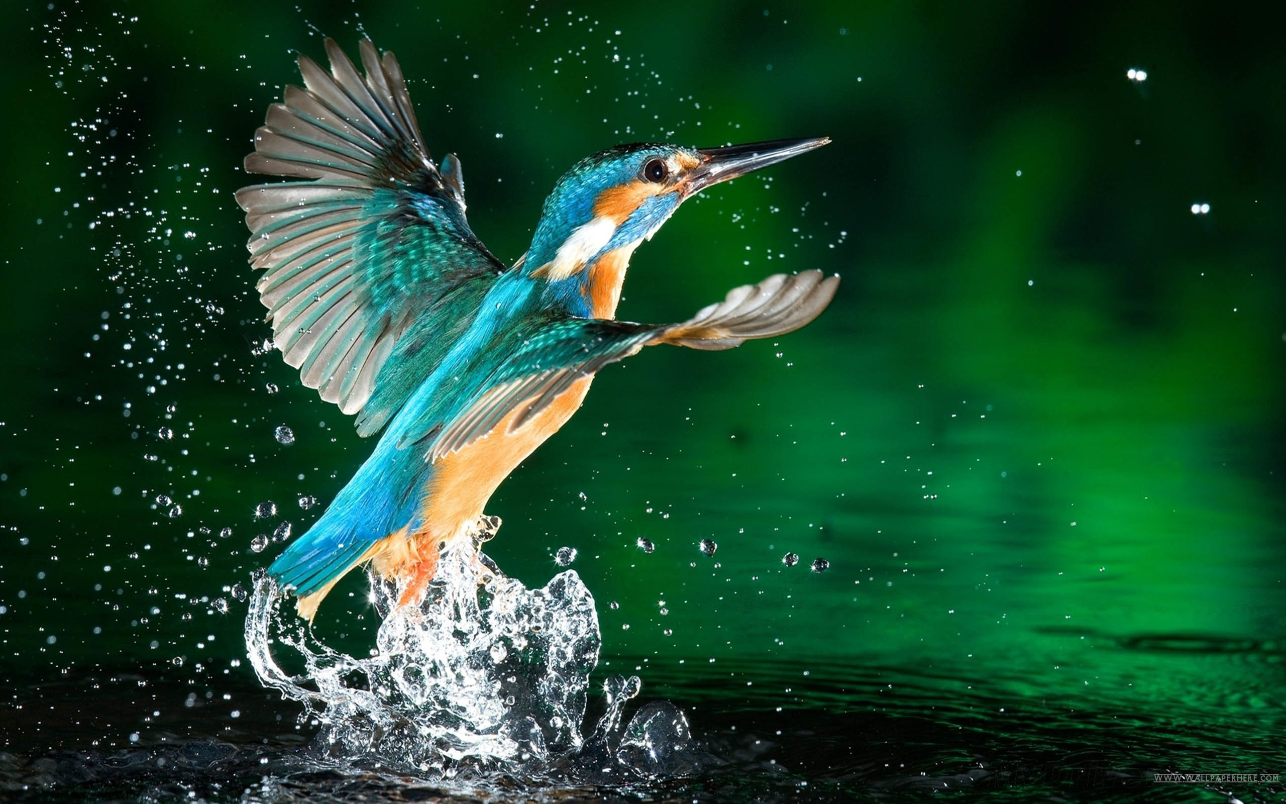 HD Bird Desktop Wallpaper Image