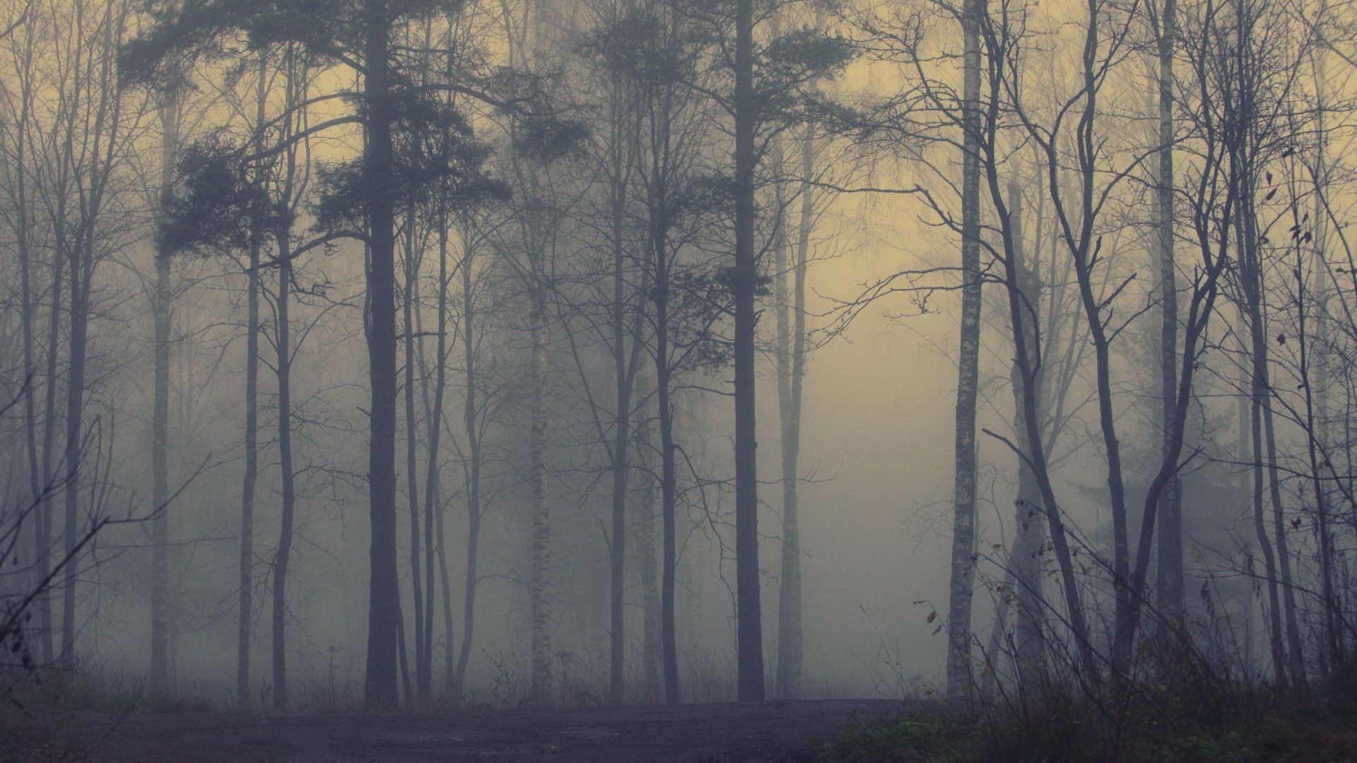 Fog Forest