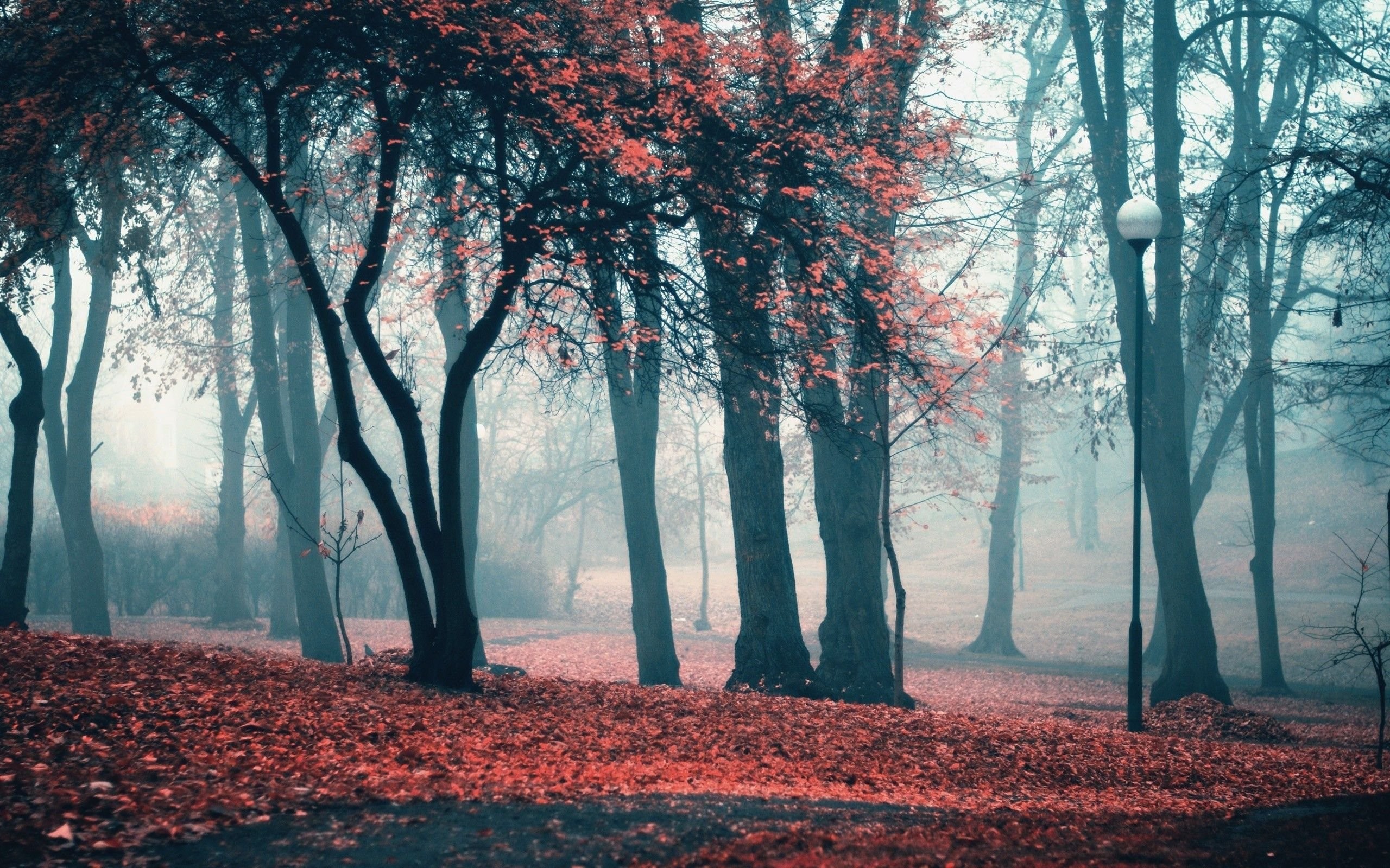 Foggy Autumn Day In The Park Wallpaper