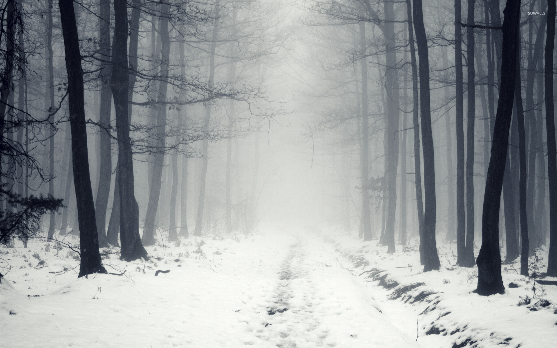 Snowy path in the foggy forest 2 wallpaper nature wallpapers