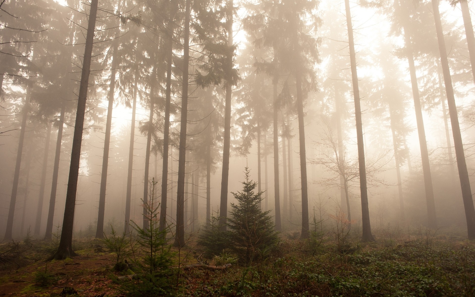 Foggy forest wallpaper – 1348749