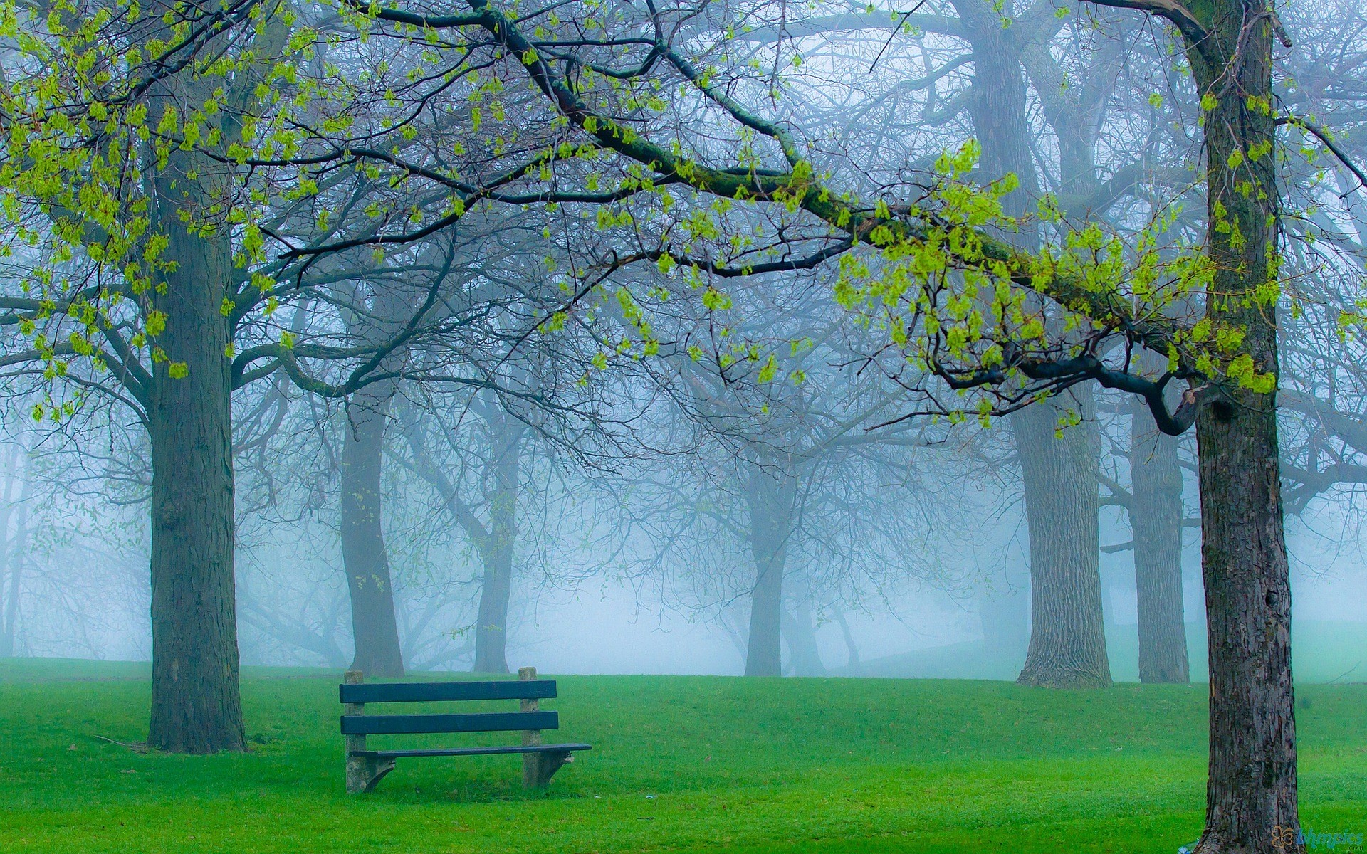 Park wallpaper foggy.