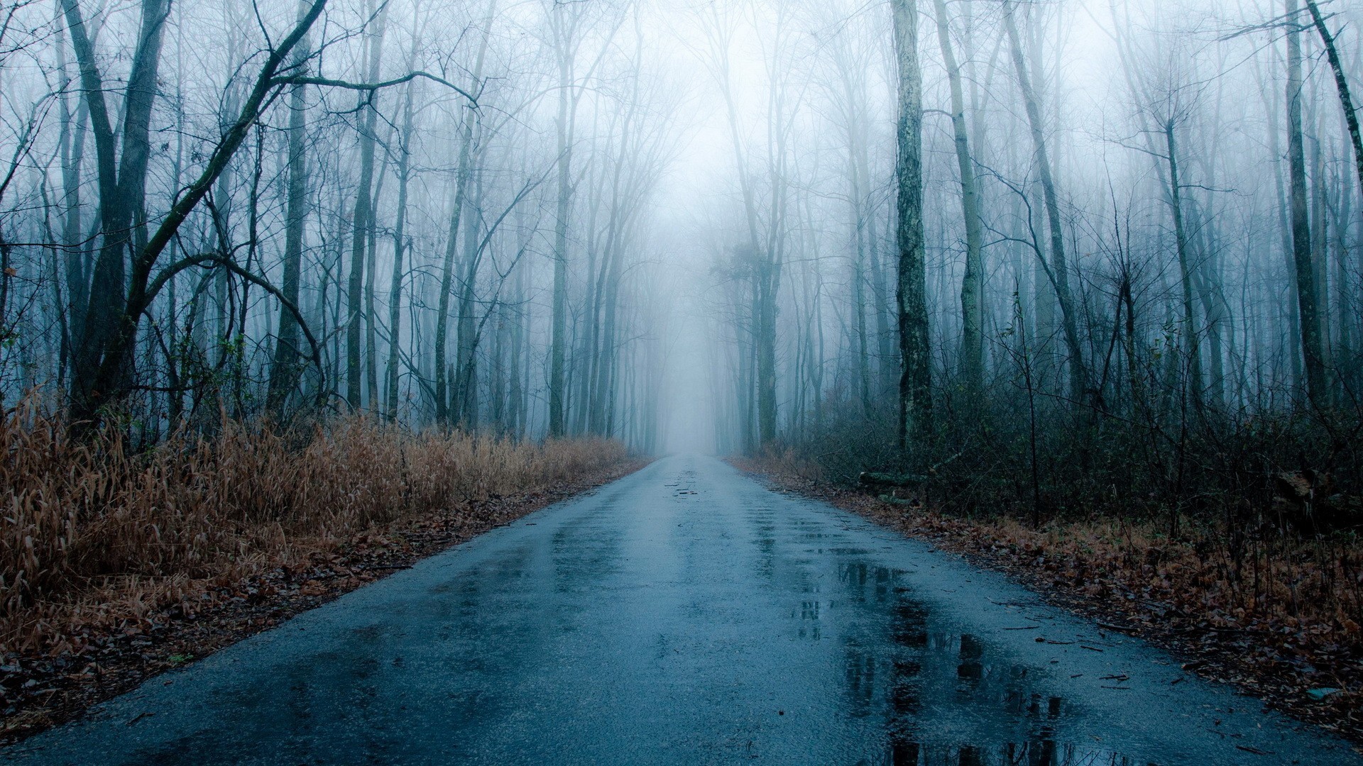 Download Forest Foggy Rainy Road Bare Winter Fog Rain Hd Free Live Wallpaper