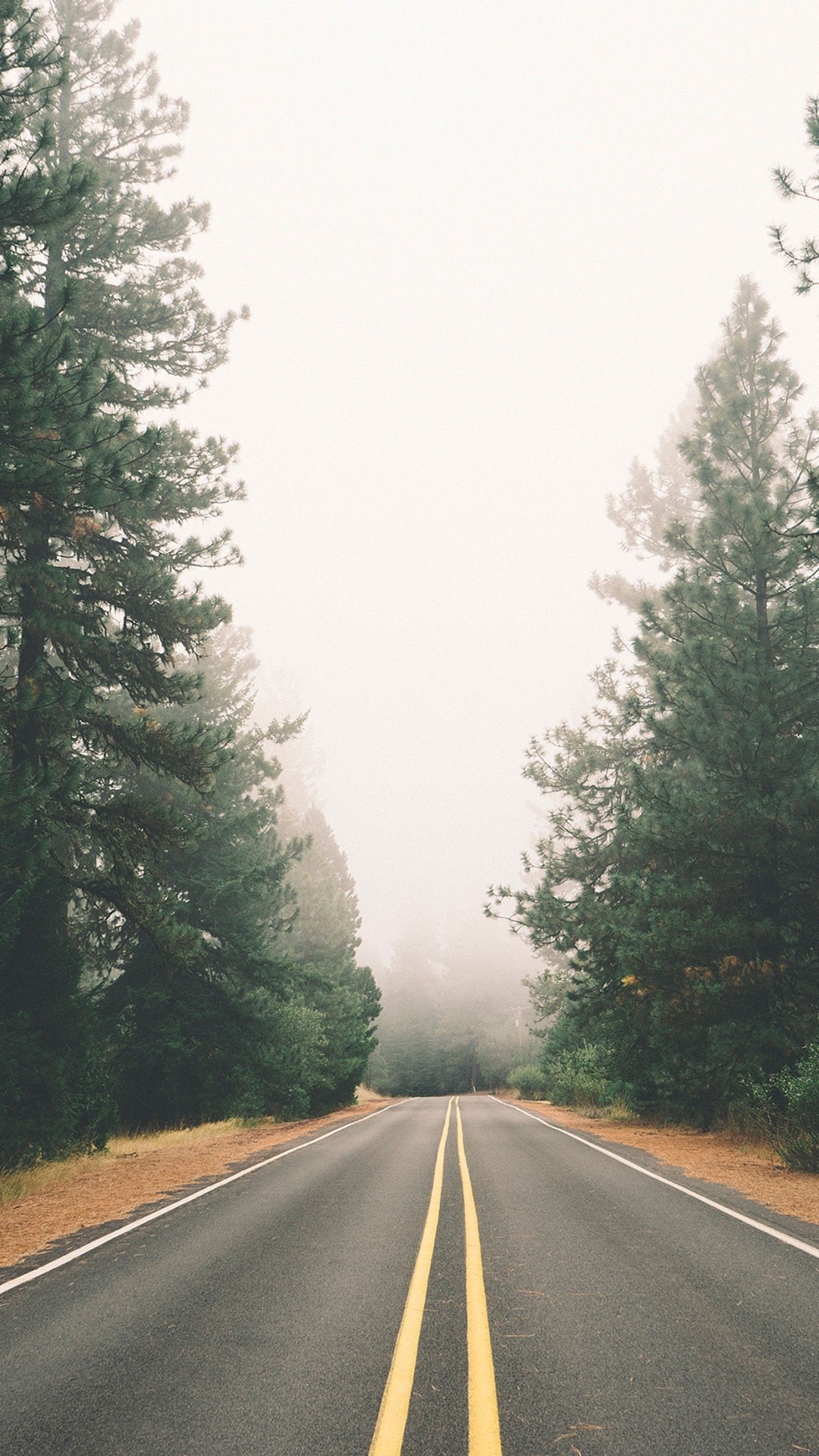 Foggy Autumn Pine Road iPhone 6 Plus HD Wallpaper …