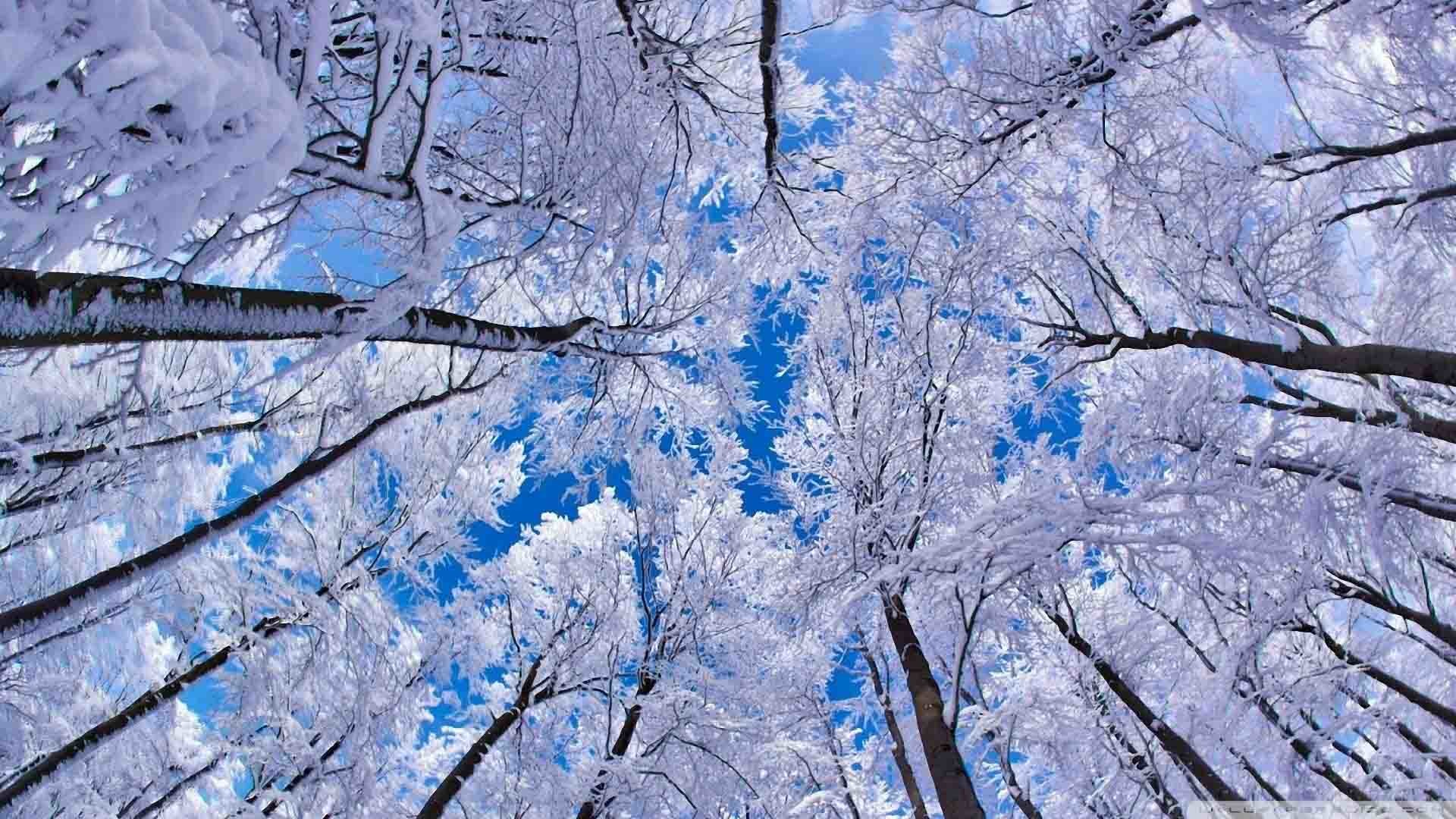 Free Winter Backgrounds Wallpapers Wallpaper