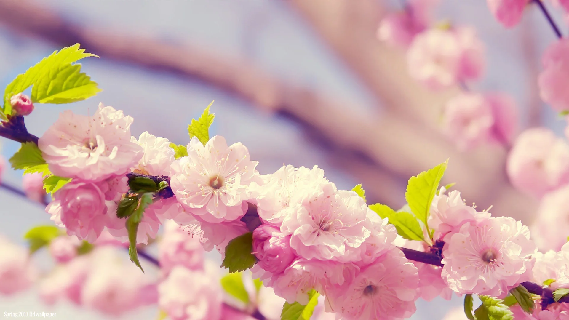 The 25 best Spring flowers wallpaper ideas on Pinterest Golden retriever labrador, Puppy flowers and Cute puppy pics