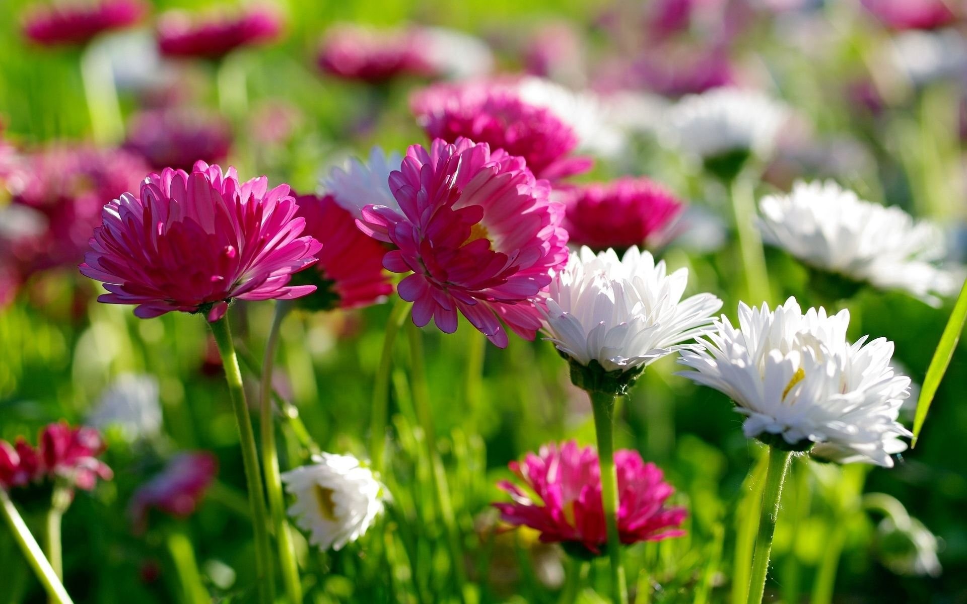 Spring flowers New Spring Flowers wallpaper download