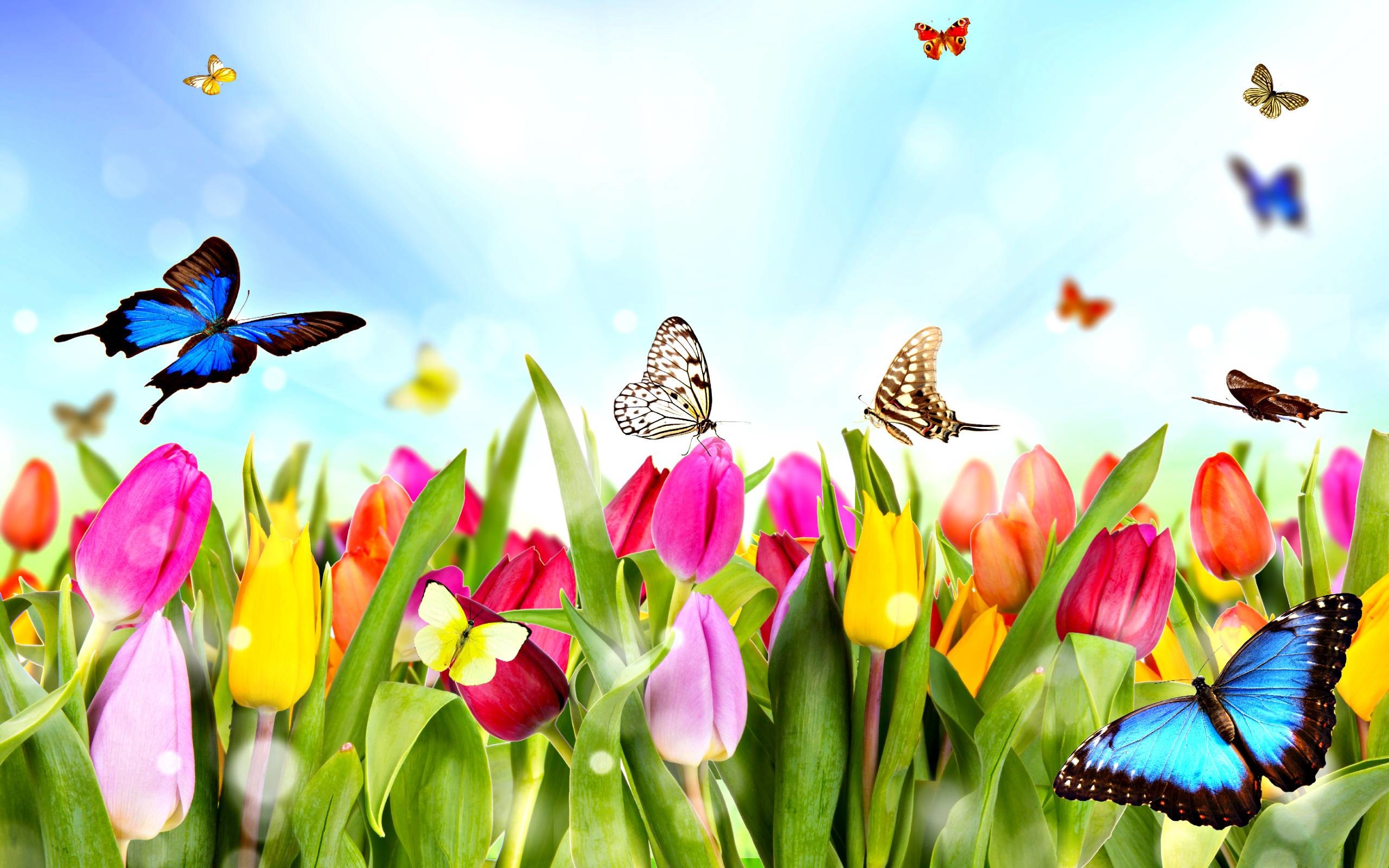 Free Screen Wallpaper For Spring Time Mobile Compatible Spring 25601600