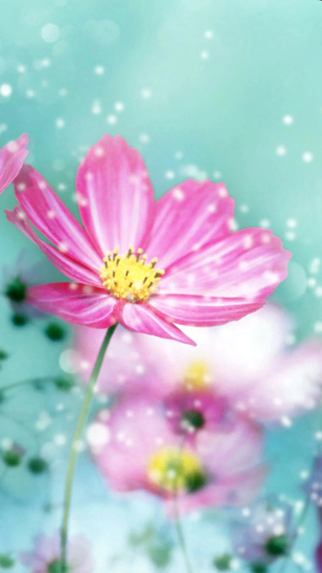 Spring Flower iPhone 6 Wallpaper HD