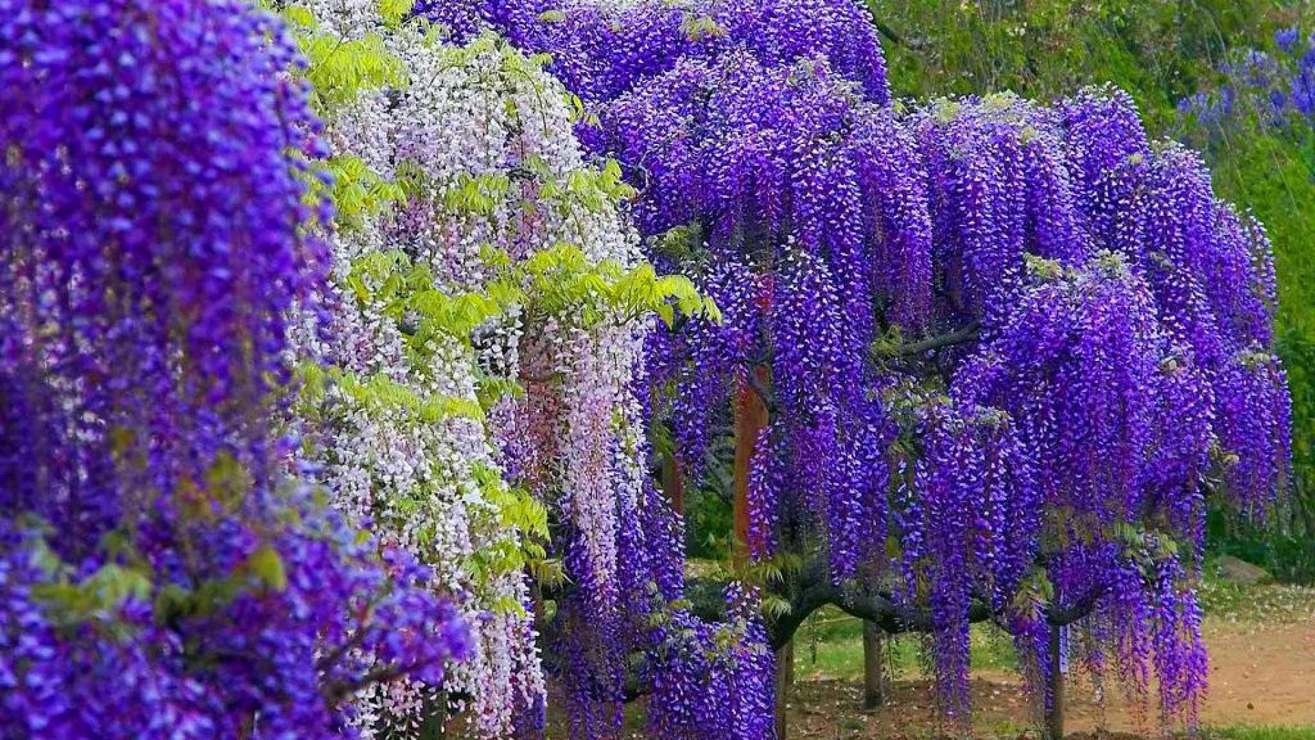 Wallpaper Tags wisteria garden summer lovely rest park nature nice beautiful trees colorful beauty