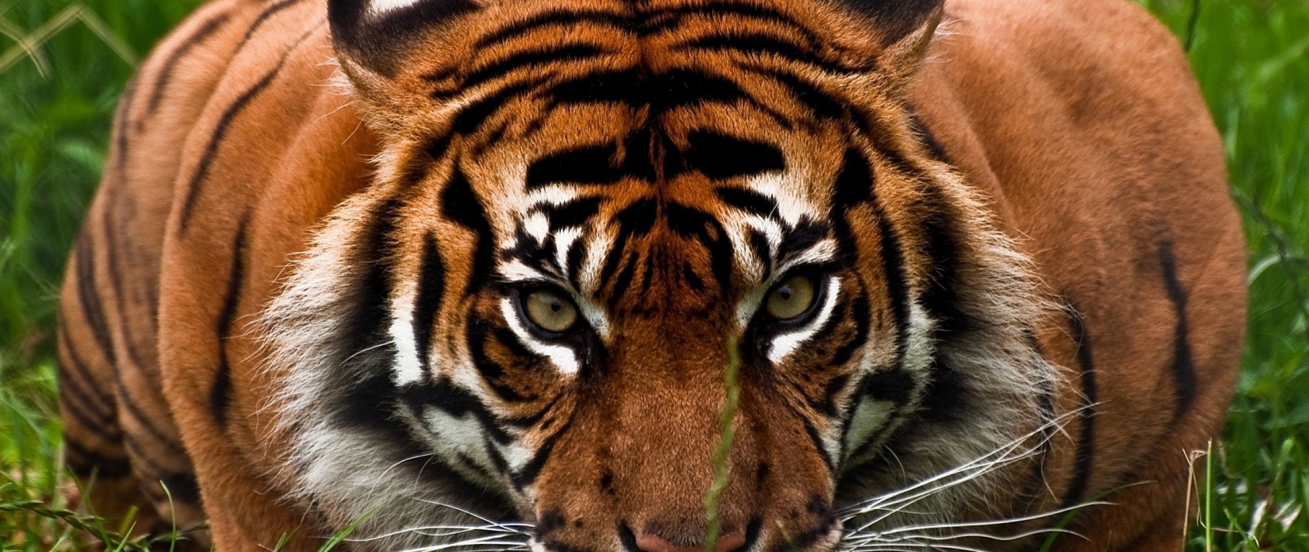 Download Tigers Aggressive Face HD Wallpaper 25601080