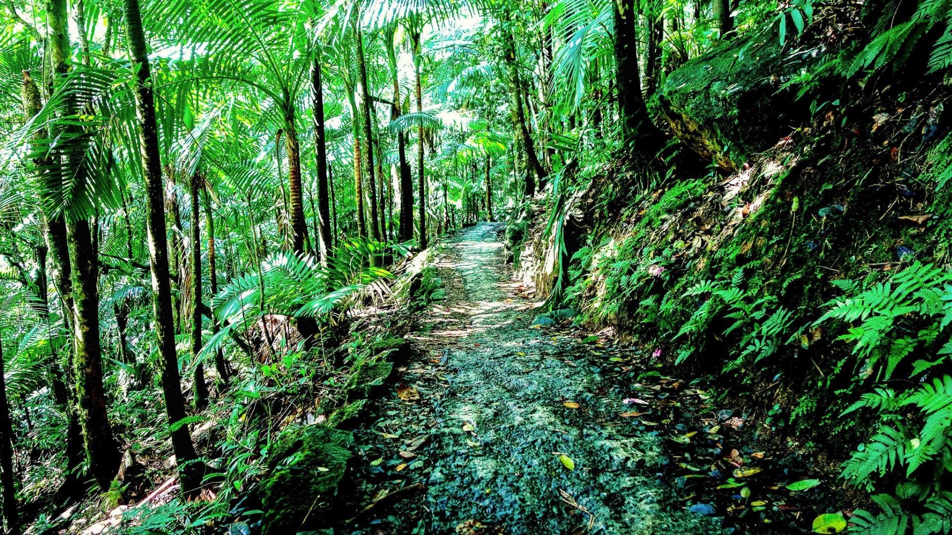 Title. El Yunque National Forest – Puerto Rico