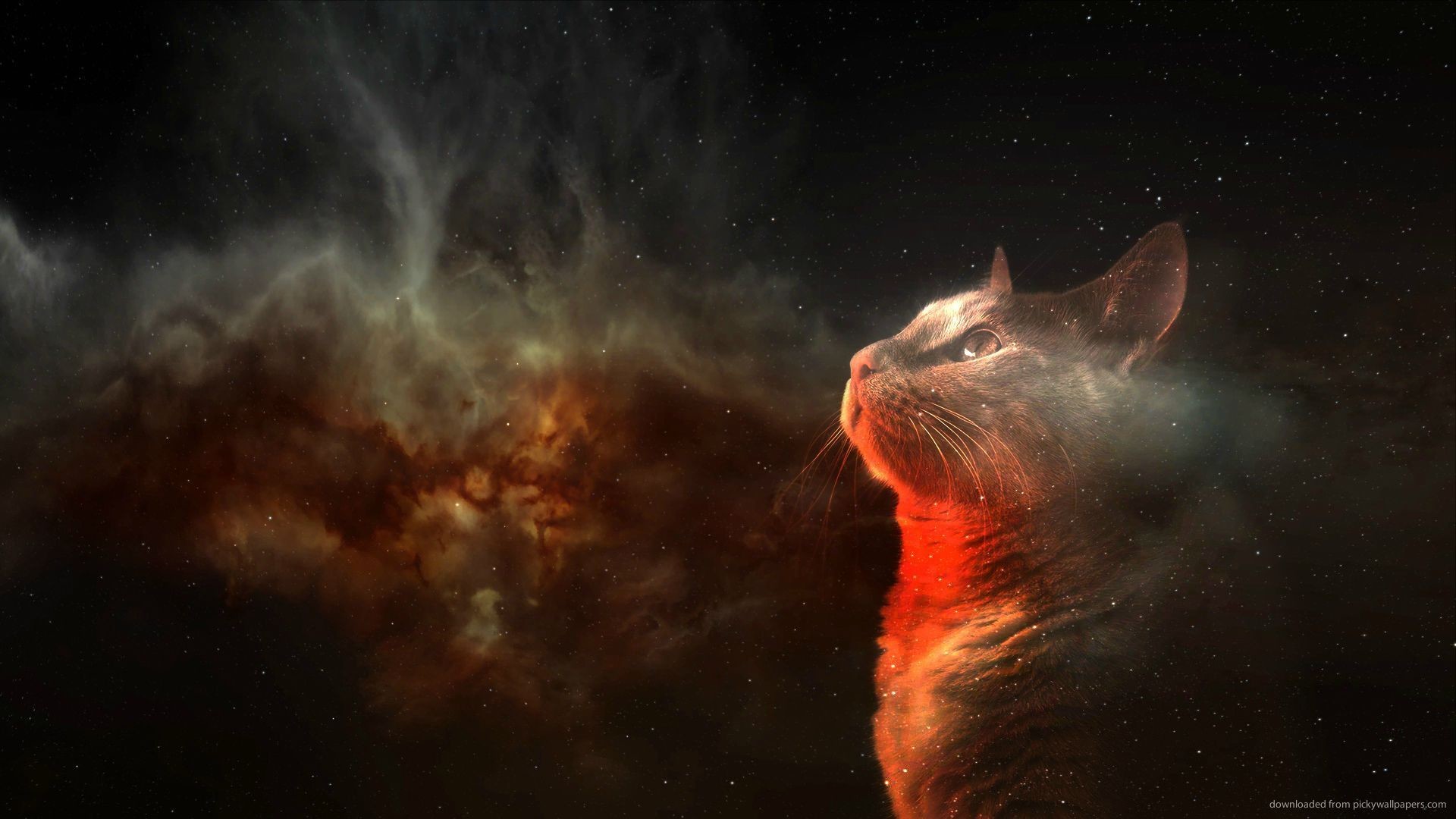 Amazing Space Cat for 1920×1080
