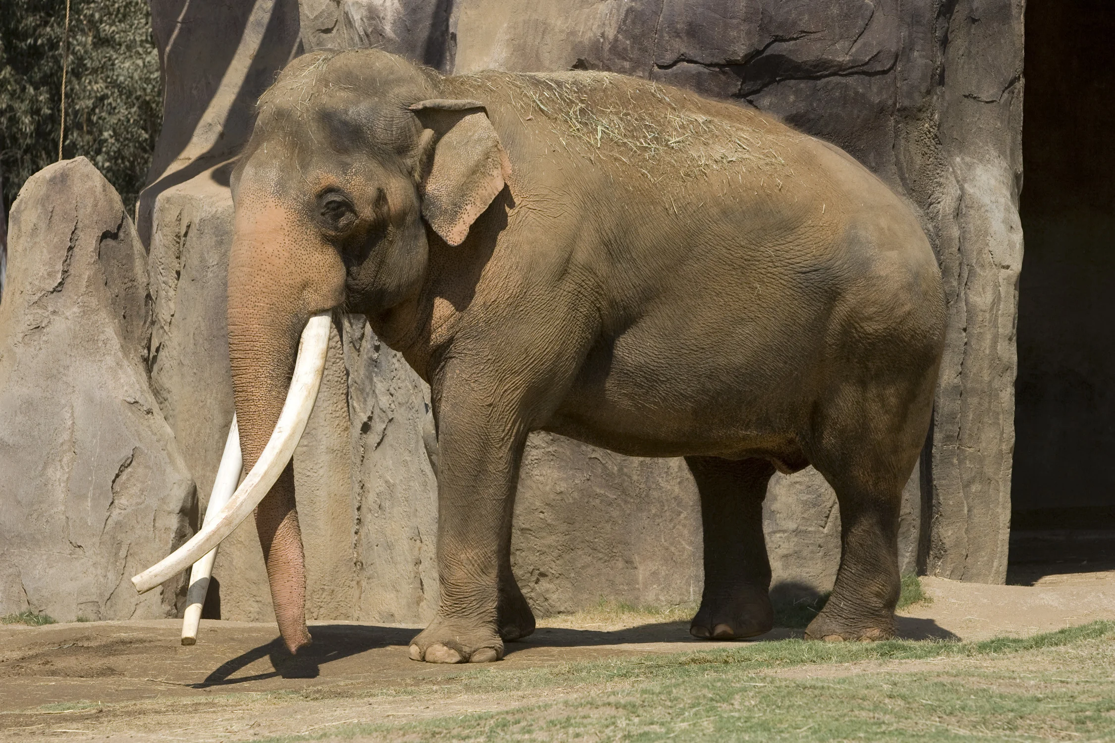 Wallpaper.wiki Asian elephants vs african elephants pictures