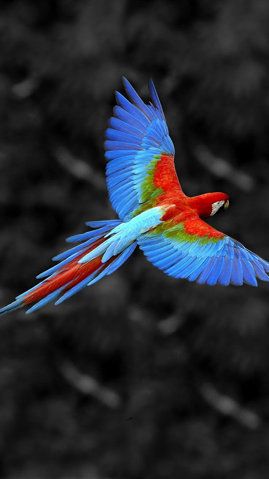 flying bird wallpaper desktop