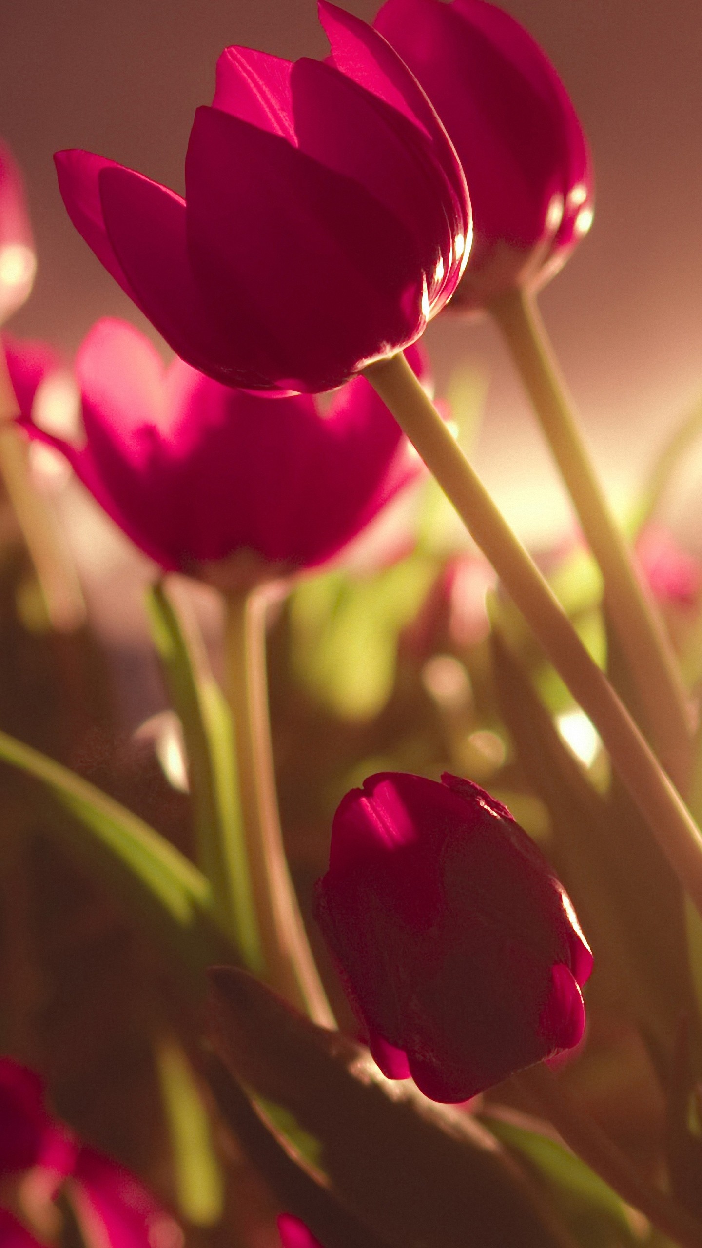 Mobile Beautiful Tulips sony xperia z4 Wallpapers HD 1440×2560