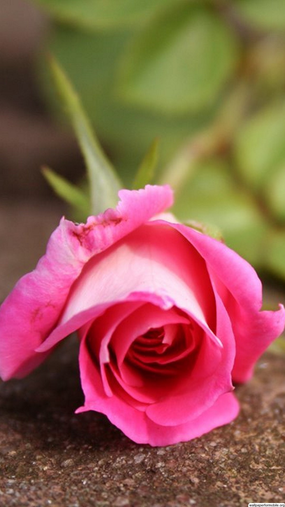 Imagem relacionada Pink Rose FlowerPink RosesWallpaper For MobileCell Phone