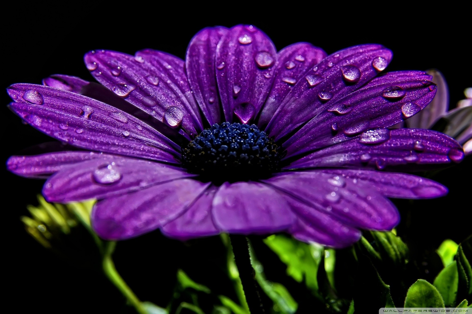 Beautiful Purple Flower Hd Desktop Wallpaper High Definition. Mobile Flower Wallpapers