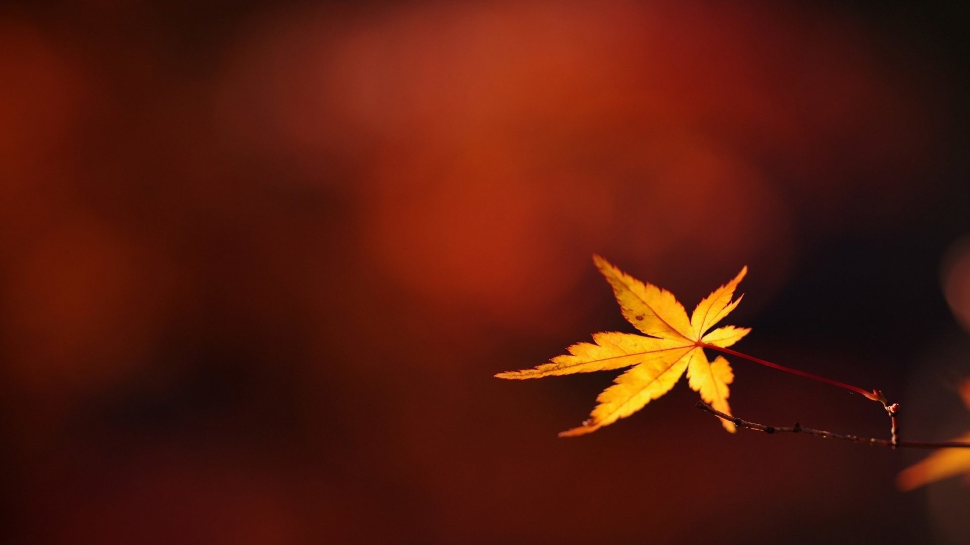 Leaf Autumn Close Branch Bokeh Up Twig Download Beautiful Nature Wallpapers For Mobile