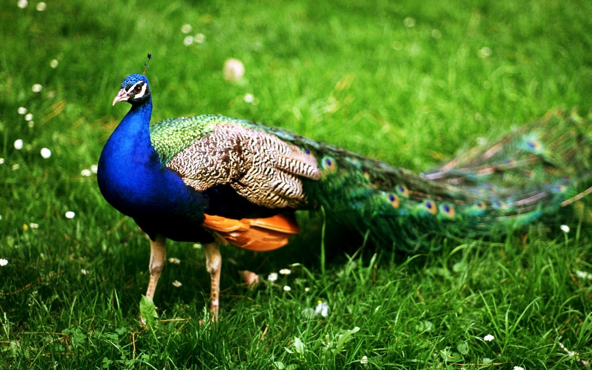 Most Beautiful Bird In India – Peacock Wallpaper