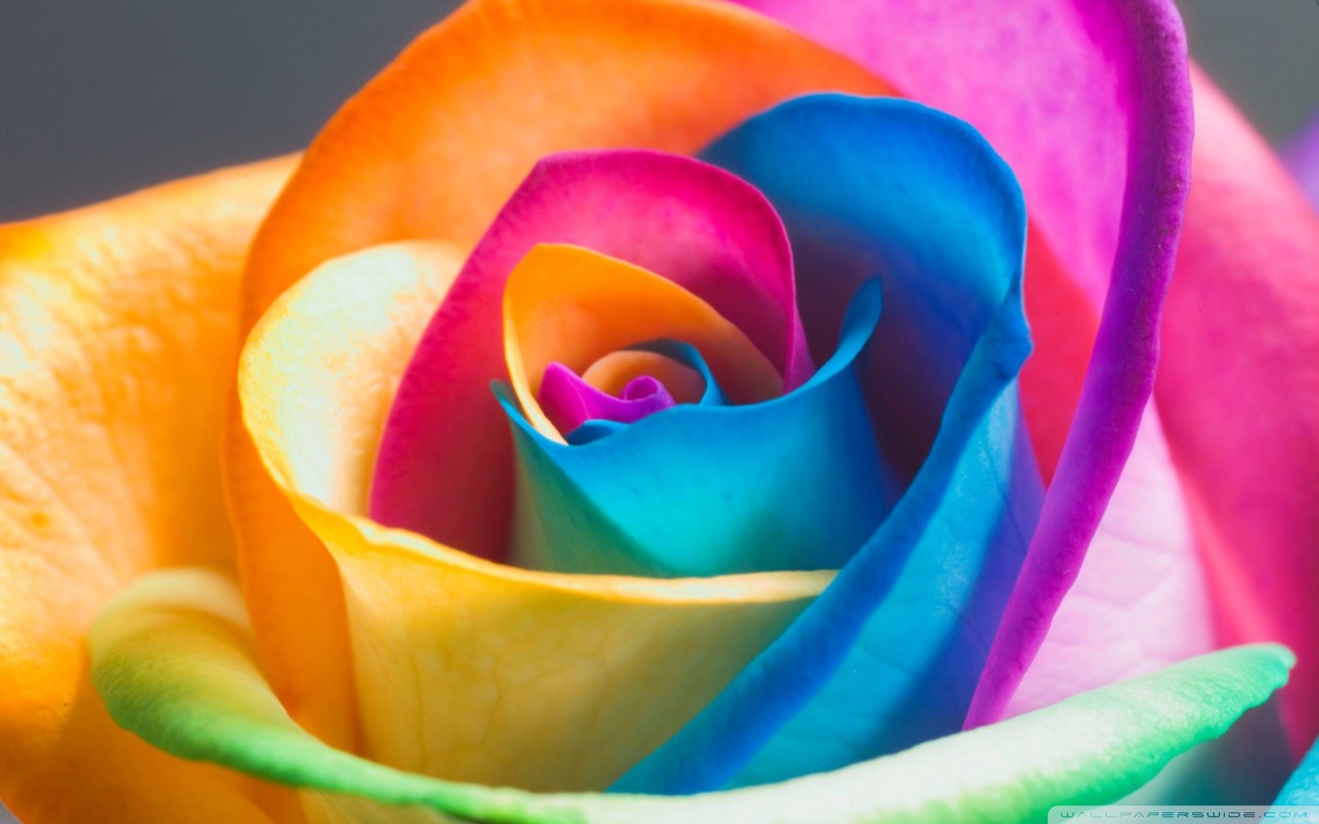 Download Beautiful Rainbow Roses Wallpaper Widescreen pictures in high