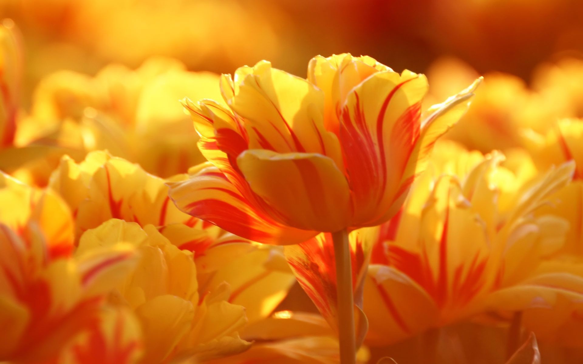 Free Orange Tulips computer desktop wallpaper
