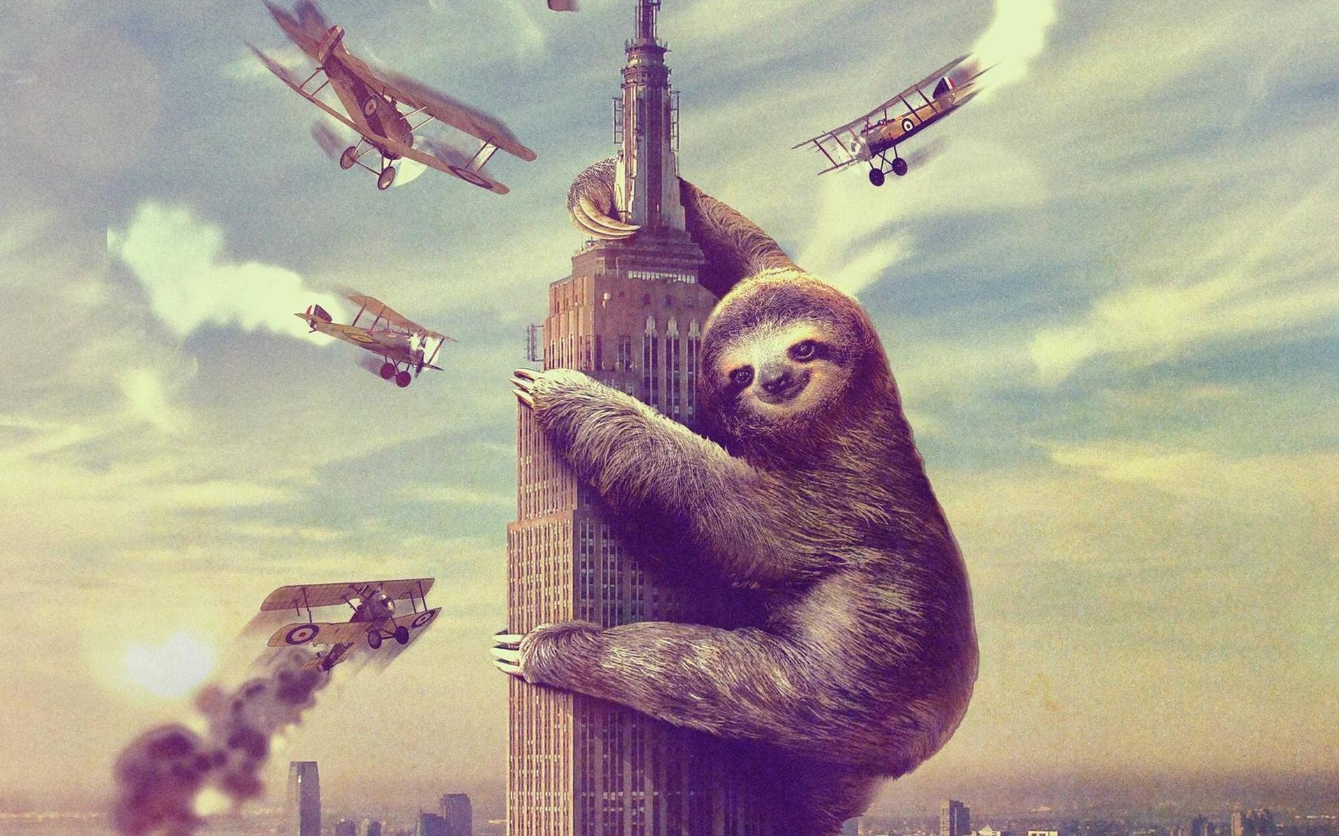HD Sloth Wallpaper