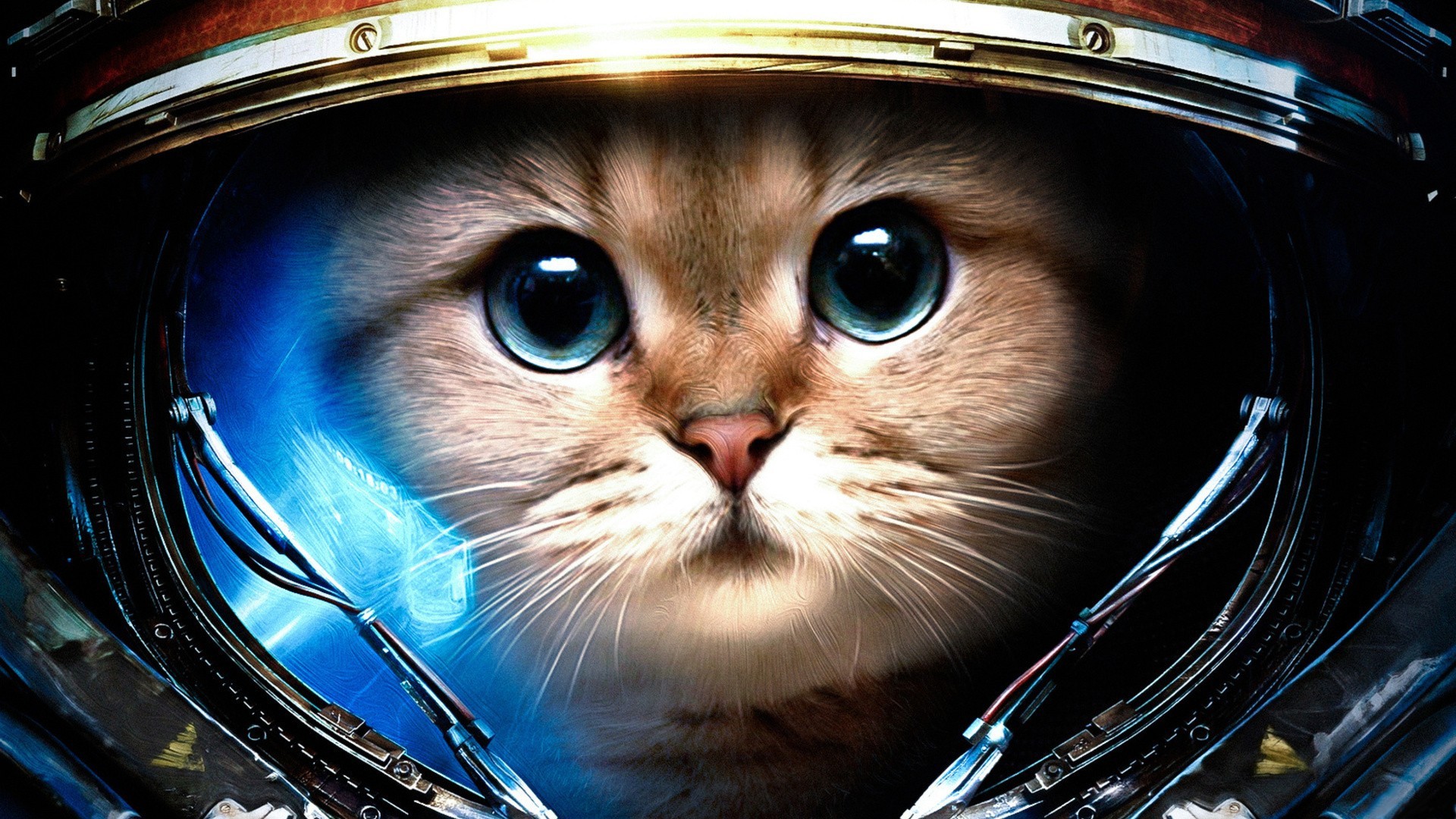 Astronaut Cat Gif