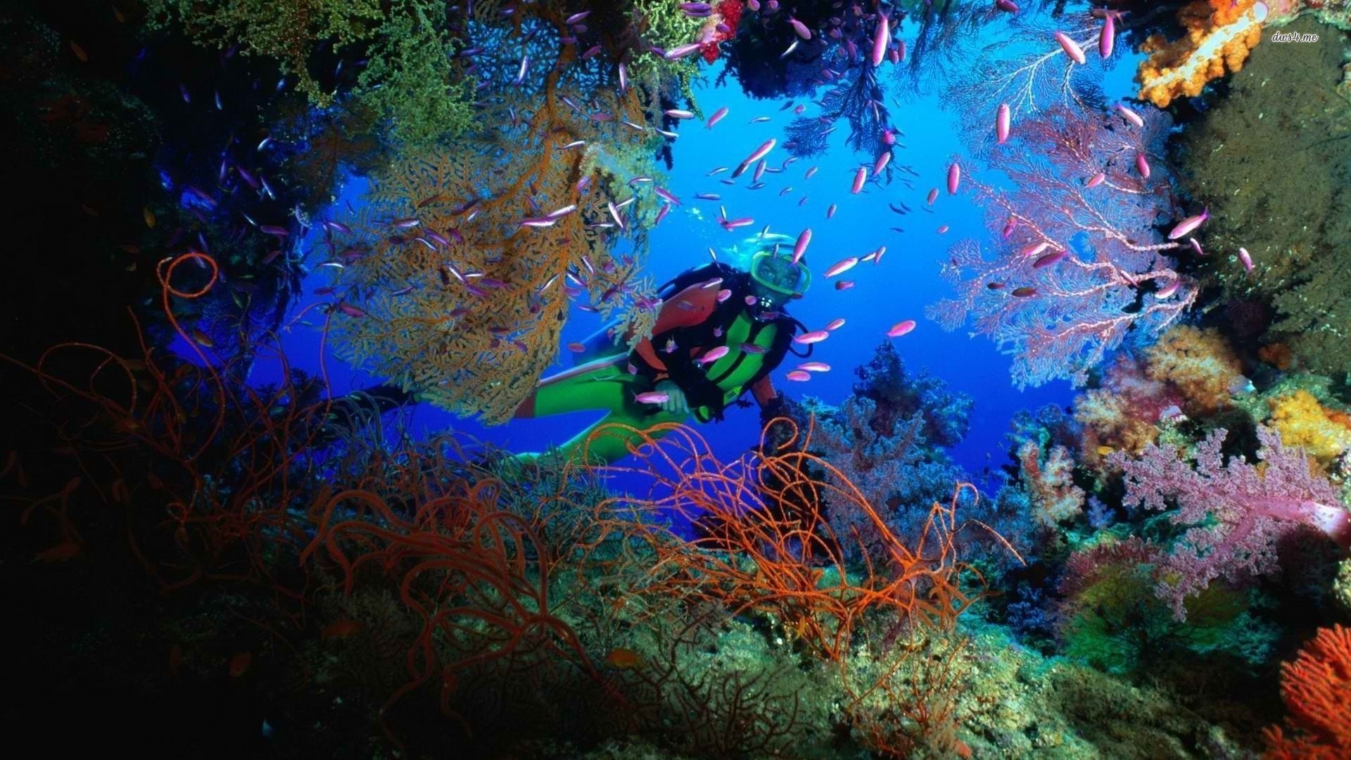 Scuba Diving Wallpaper High Resolution 17494 scuba diver