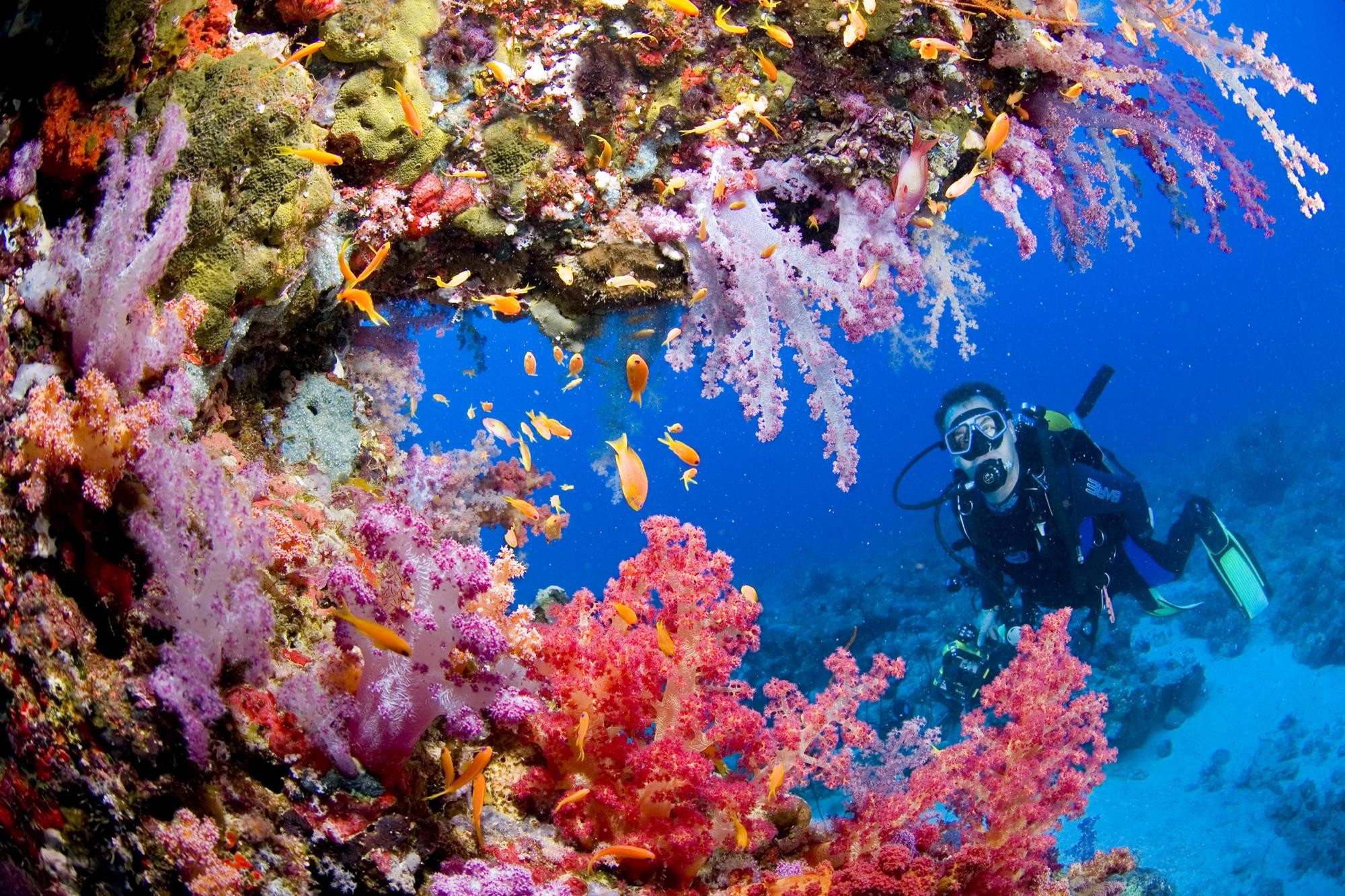Sports Scuba Diving Ocean Sea Underwater Coral Reef People Background Free