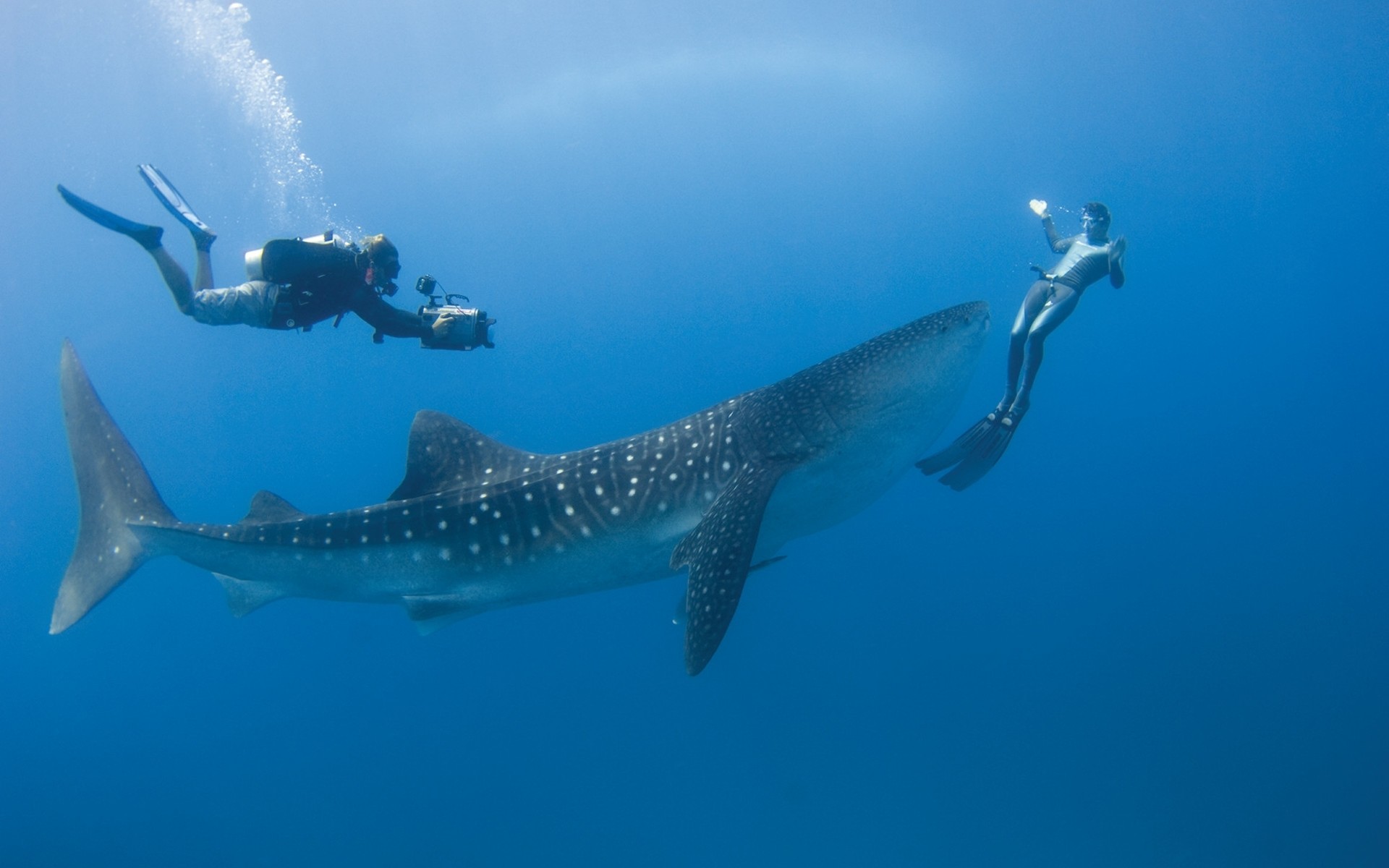 Whale Shark High Definition Wallpapers