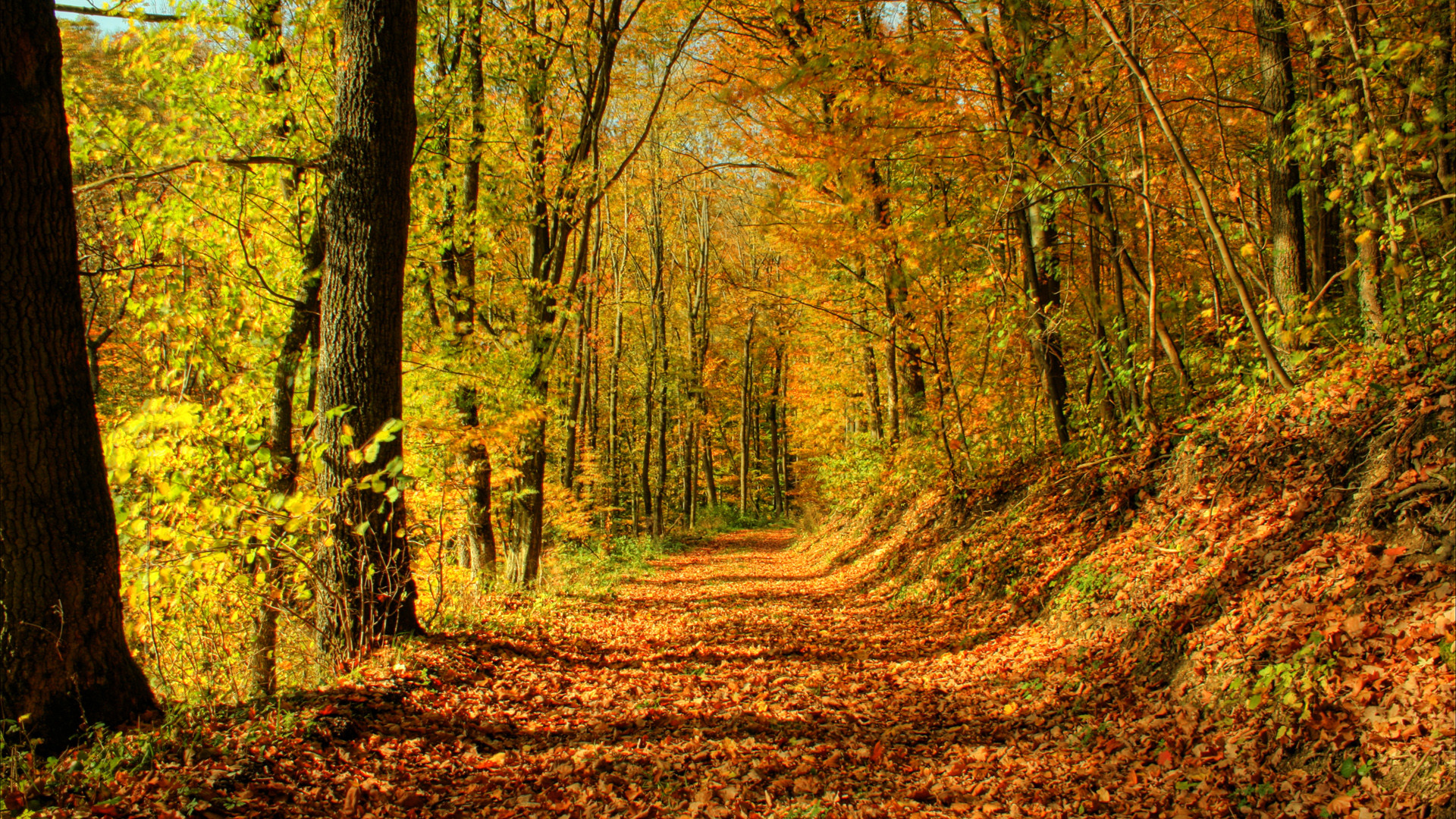 Fall forest background picture perfect gallery