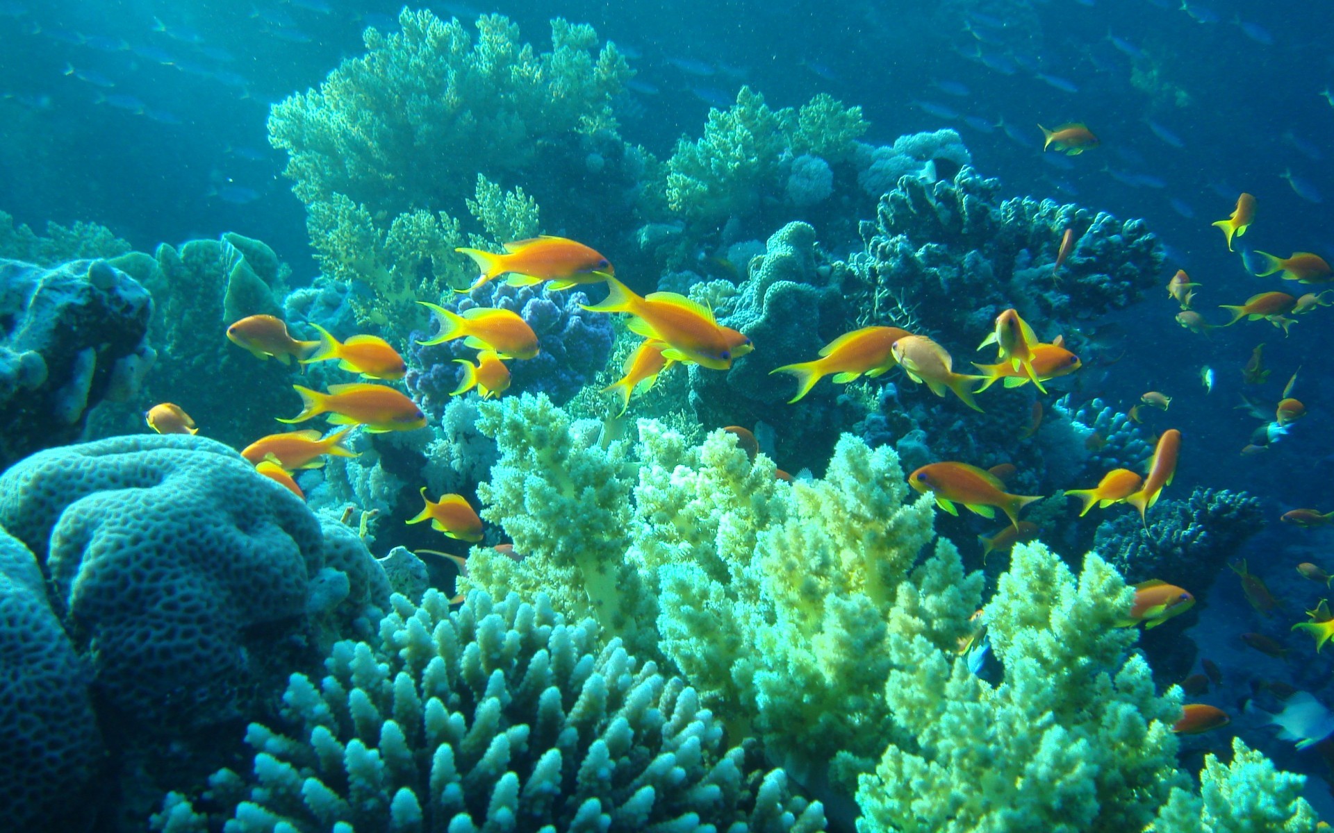 Tropical fishes underwater Egypt sea ocean fishes coral tropical wallpaper background