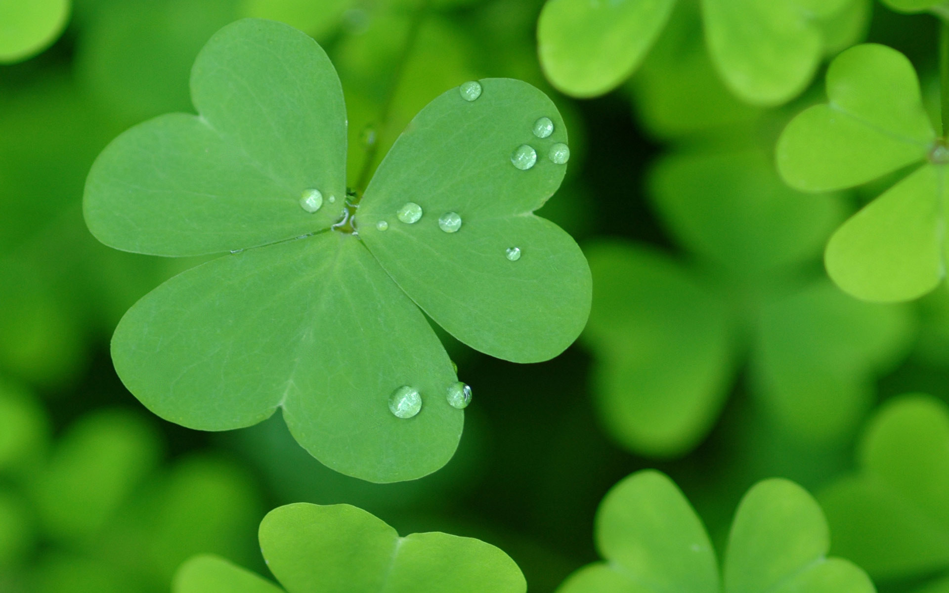 St Patricks Day. Widescreen Wallpapers