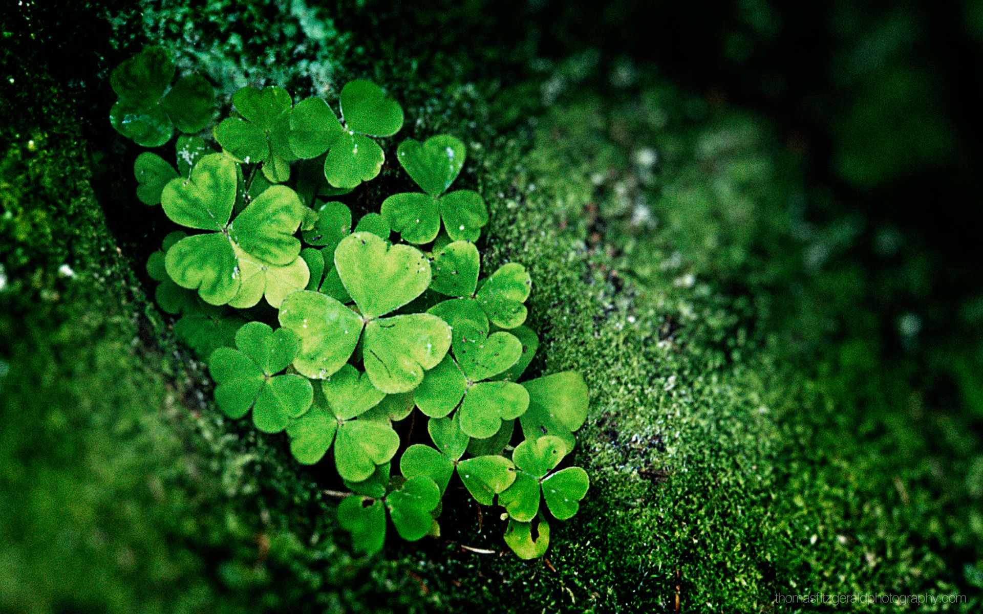 St. Pattys Day Background 8