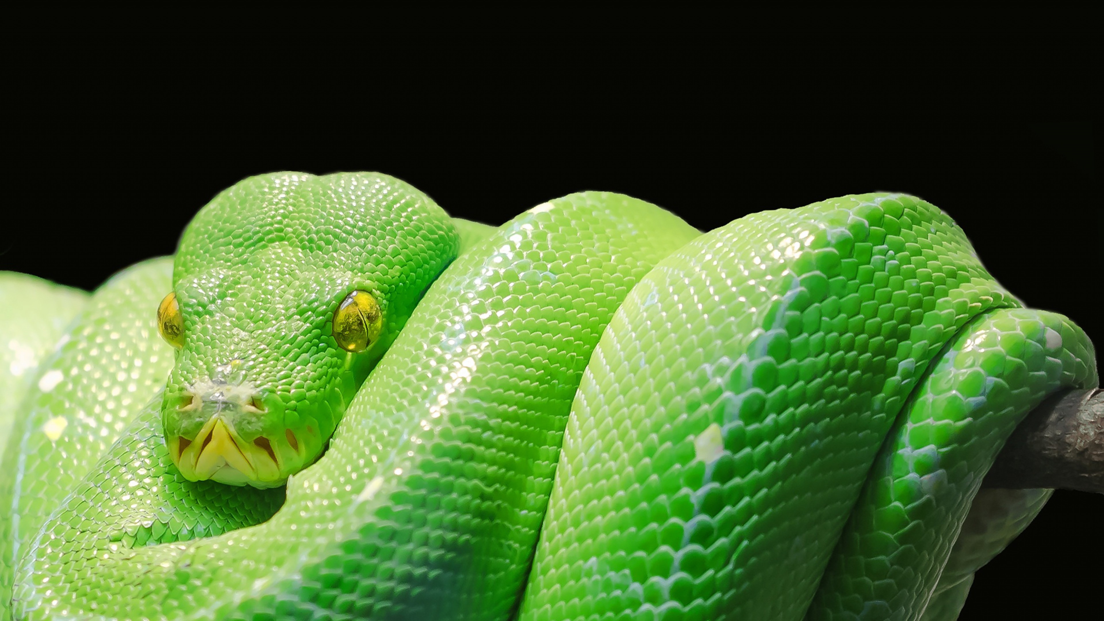 Preview wallpaper snake, python, predator, reptile 3840×2160