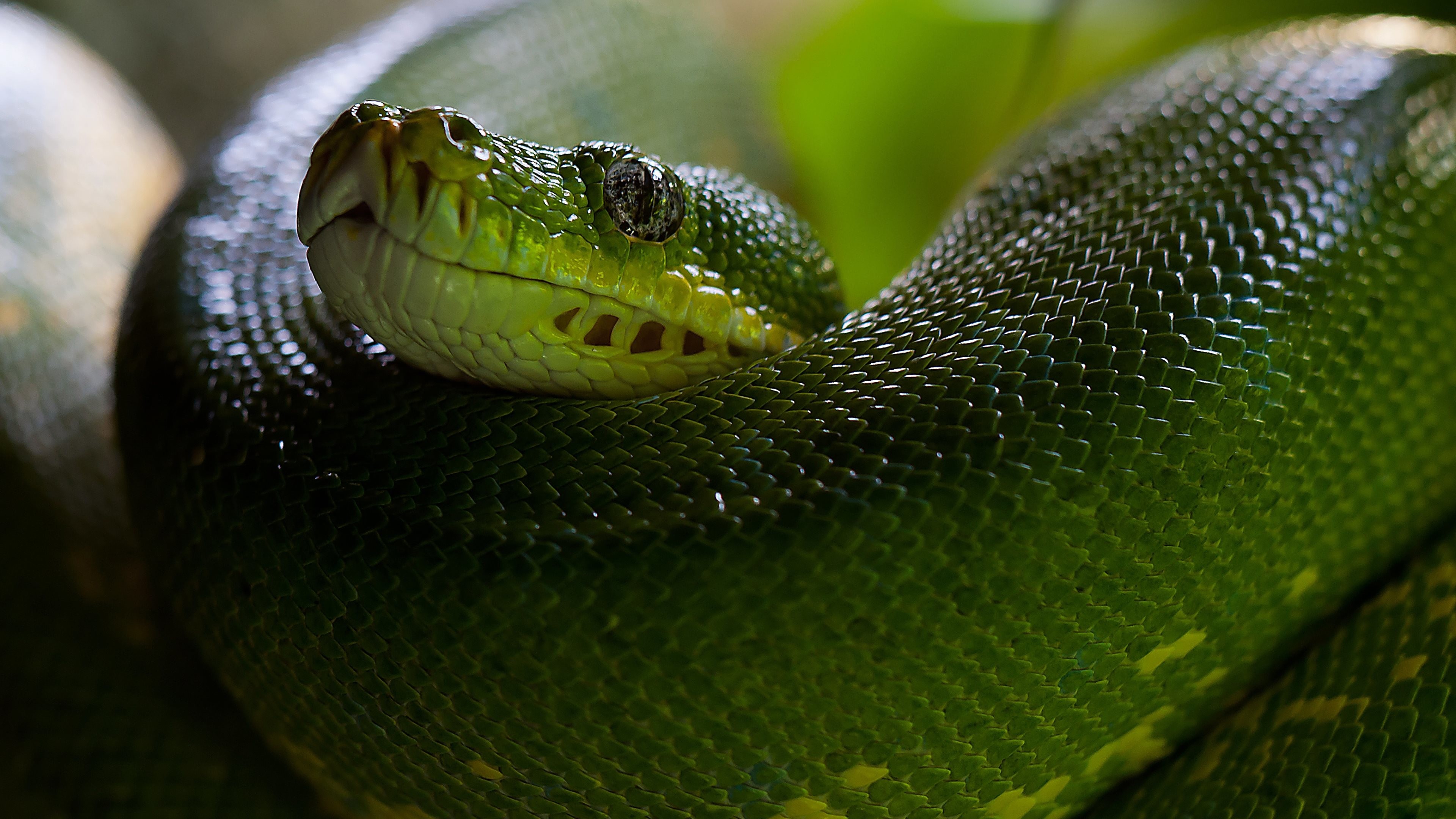 Wallpaper Python Snake. Ultra HD 4K 3840×2160