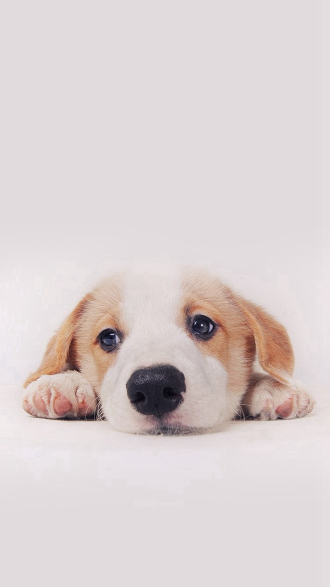 Cute Puppy Dog Pet #iPhone #plus #wallpaper