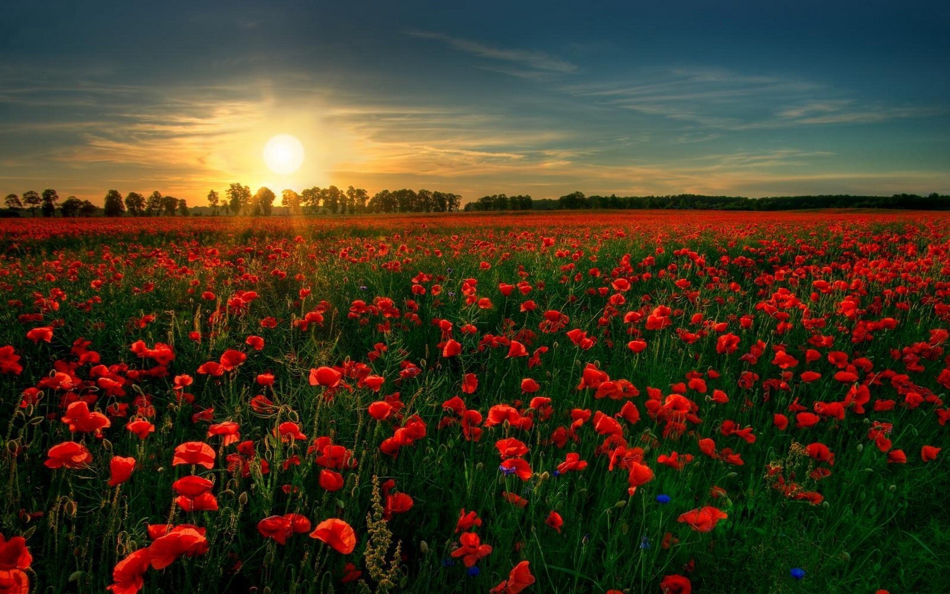 Poppy field in the sunset flower hd wallpaper