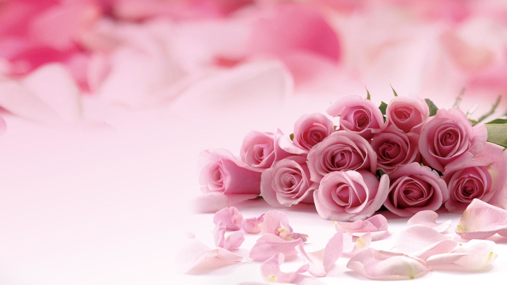 Pink roses picture HD Desktop Wallpaper 1920×1080 pink