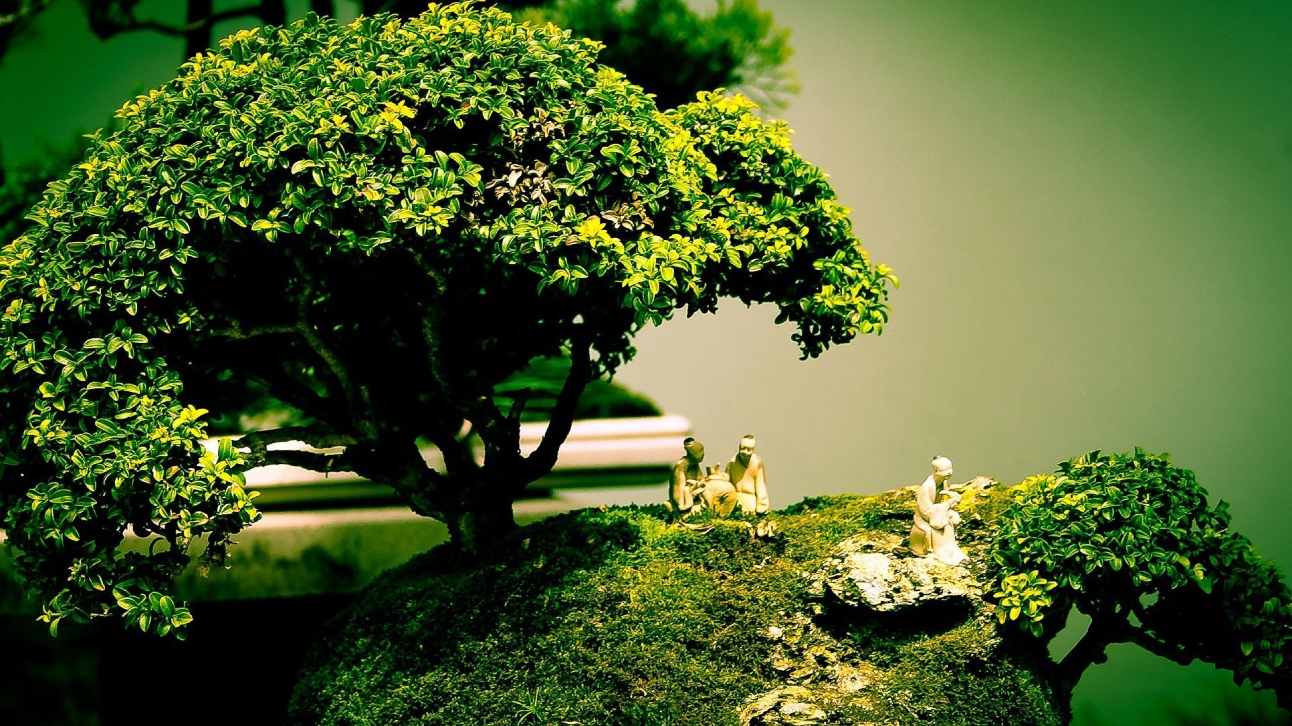 Bonsai tree photos cool wallpaper desktop nature widescreen screen